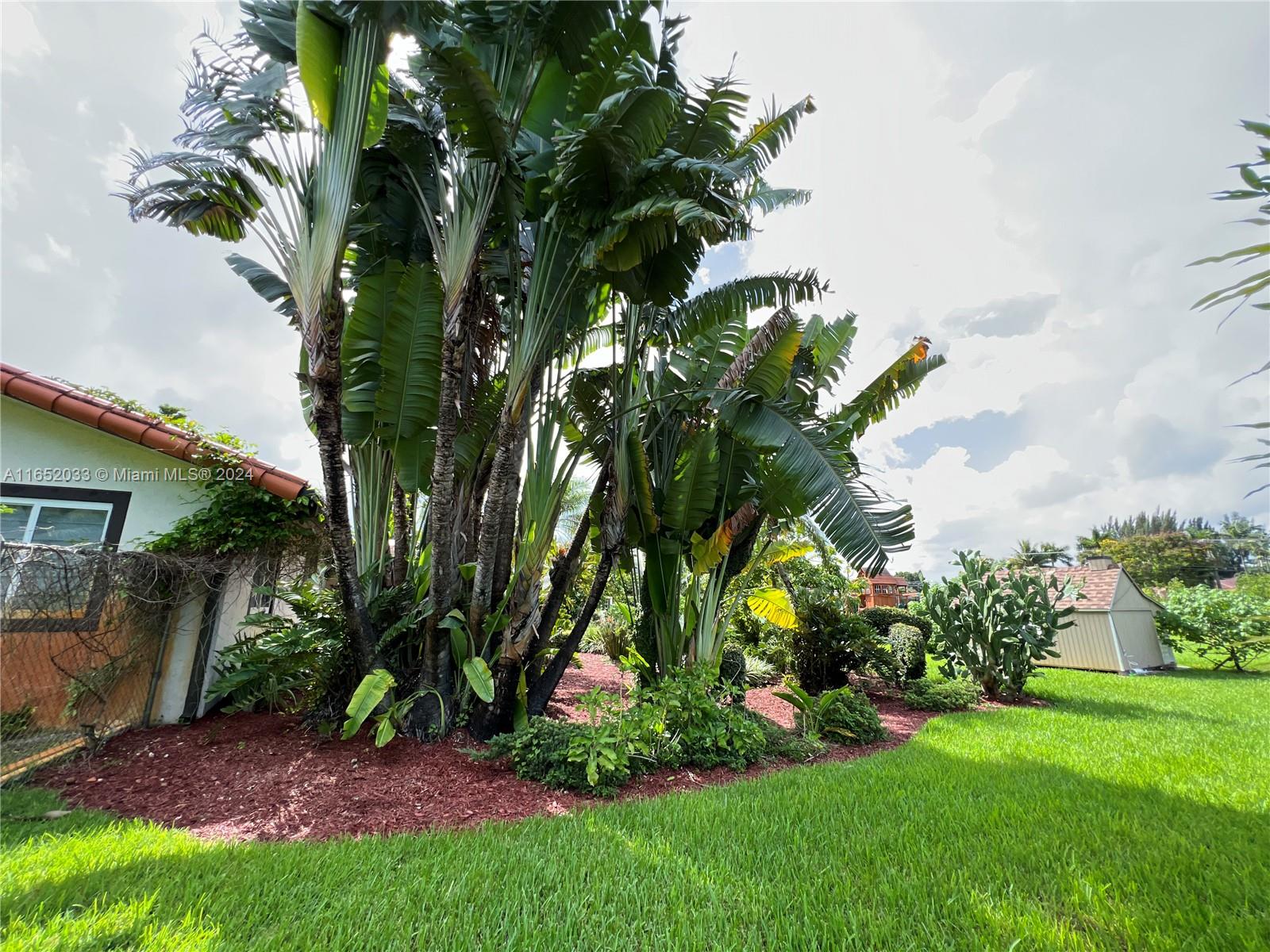 11866 Southwest 43rd Street Miami, FL 33175 - Photo 63 of 64 a view of a garden with a tree