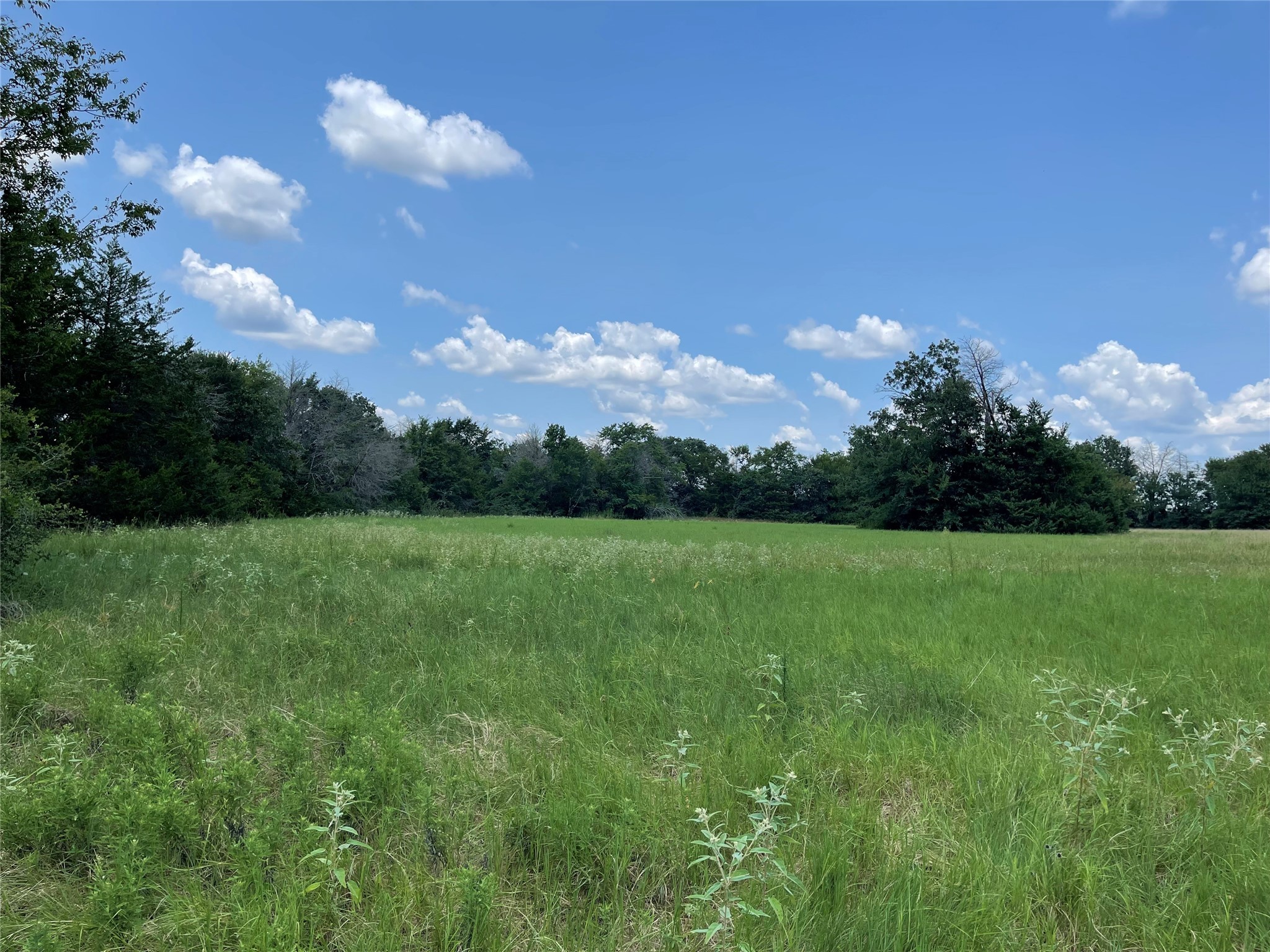 423 Lcr Groesbeck, TX 76642 - Photo 2 of 19 a view of a big yard of a green field with lots of bushes