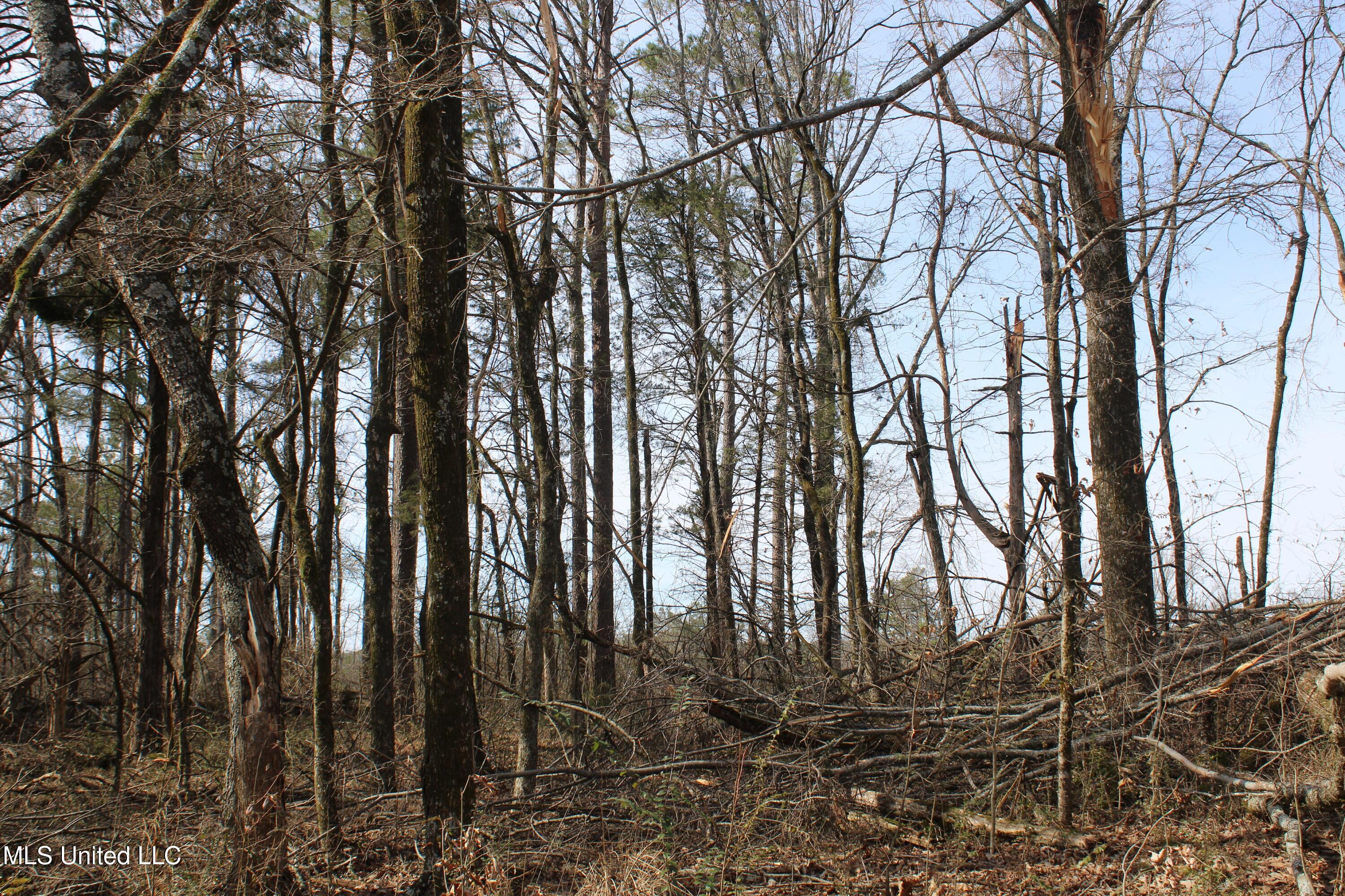 0 Laws Hill Road Waterford, MS 38685 - Photo 11 of 25 IMG_7329