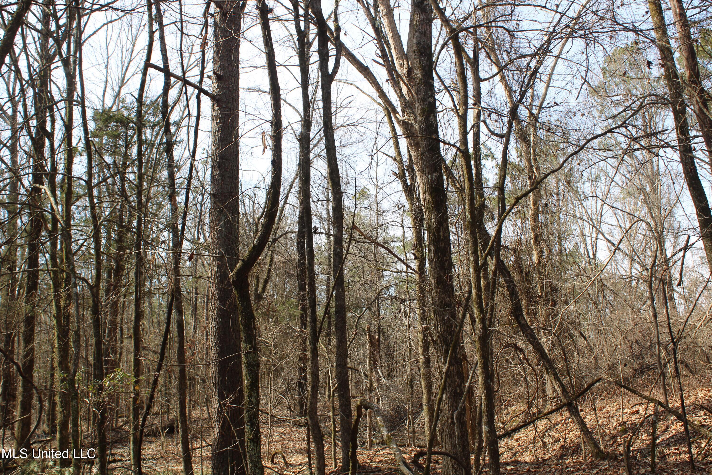 0 Laws Hill Road Waterford, MS 38685 - Photo 14 of 25 IMG_7334