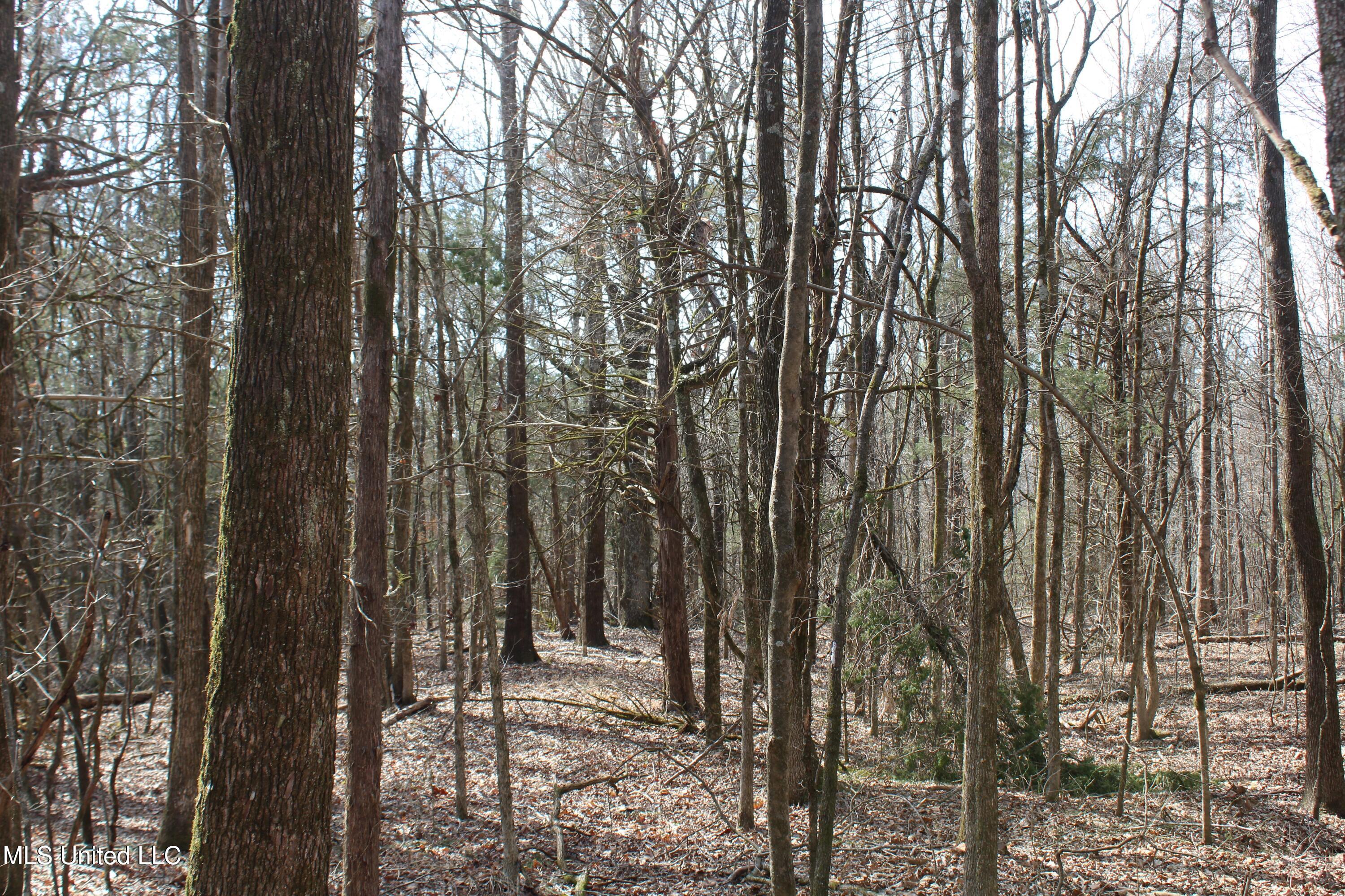 0 Laws Hill Road Waterford, MS 38685 - Photo 15 of 25 IMG_7336