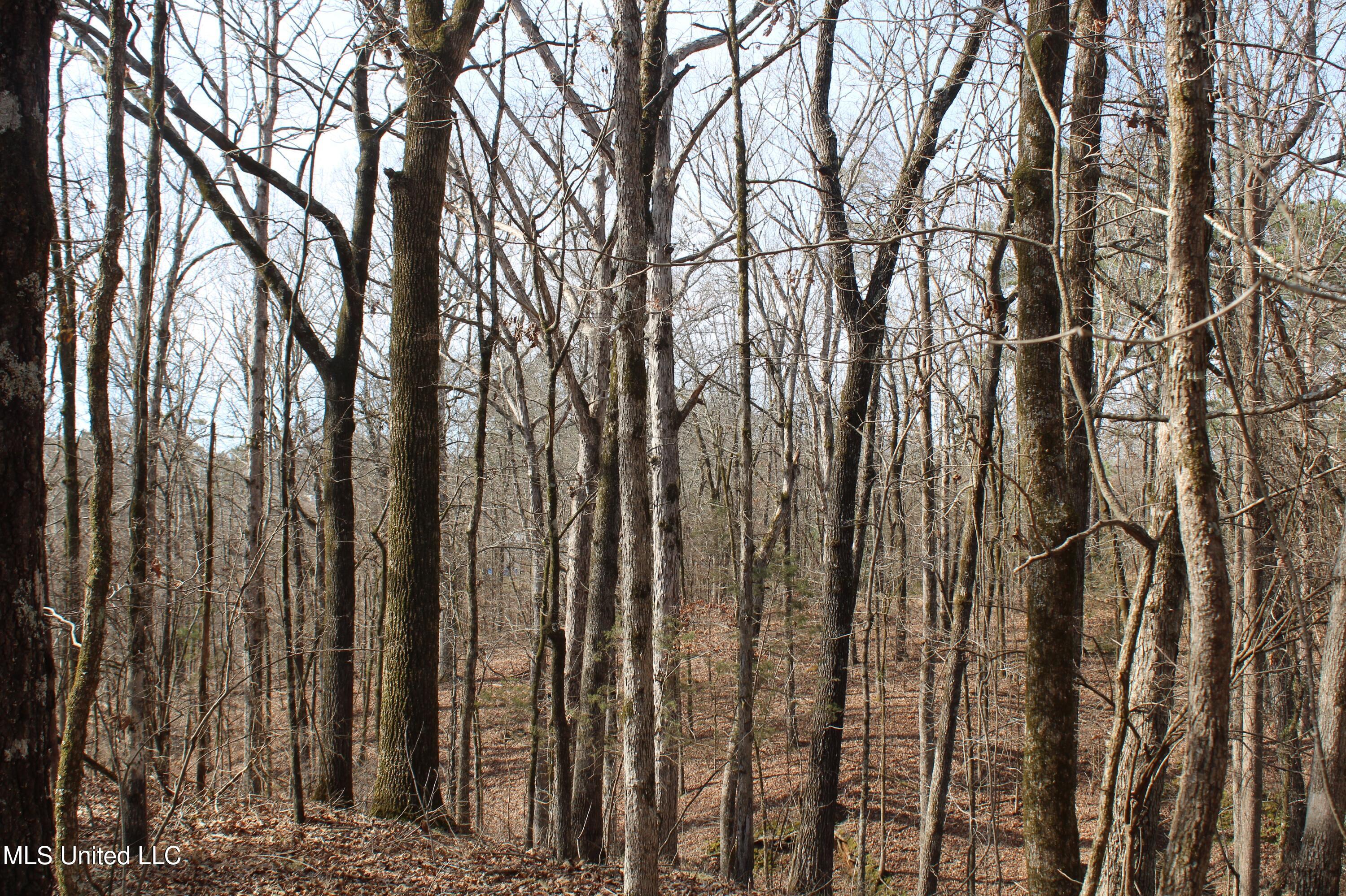 0 Laws Hill Road Waterford, MS 38685 - Photo 20 of 25 IMG_7343