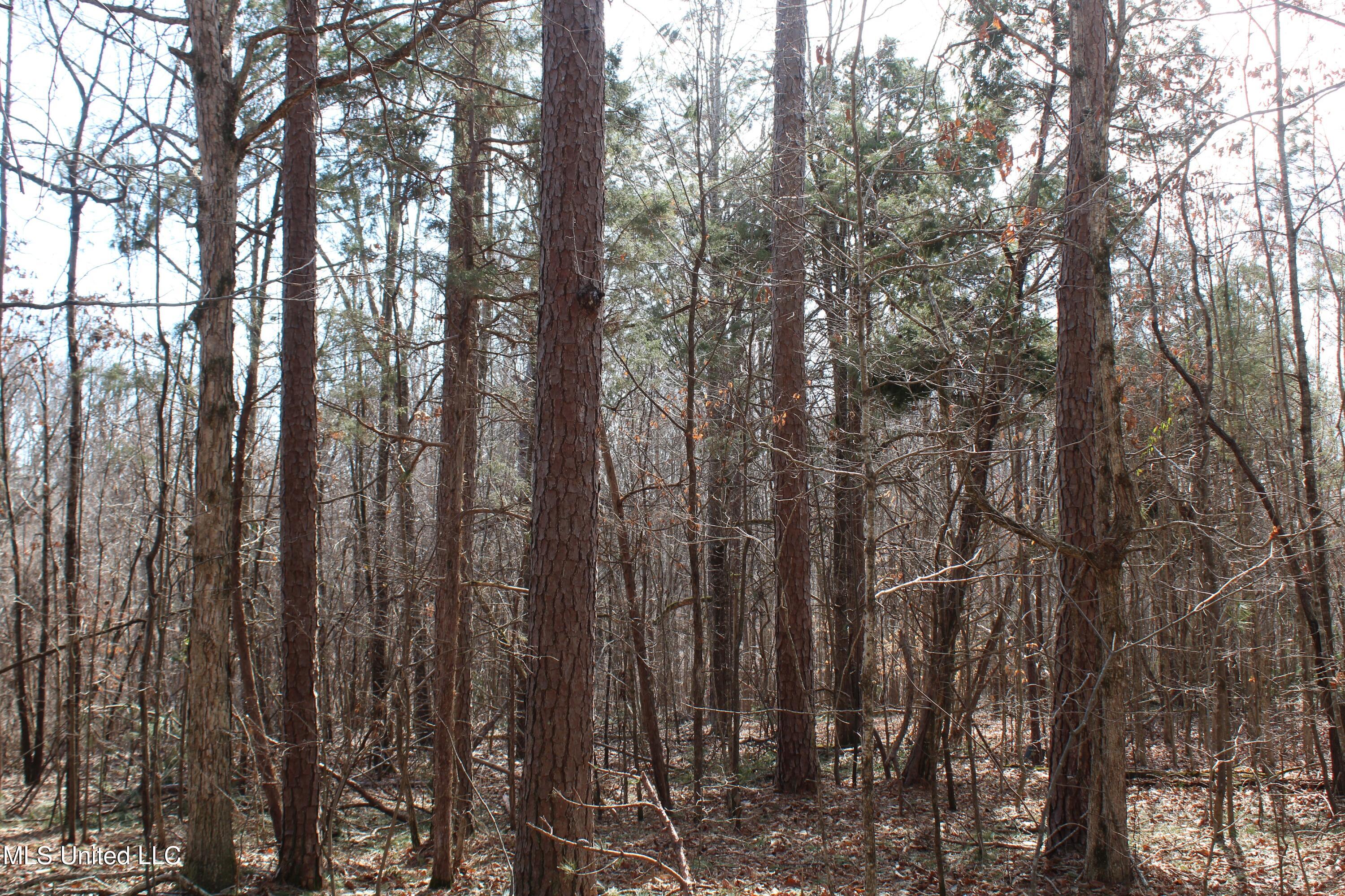 0 Laws Hill Road Waterford, MS 38685 - Photo 22 of 25 IMG_7346