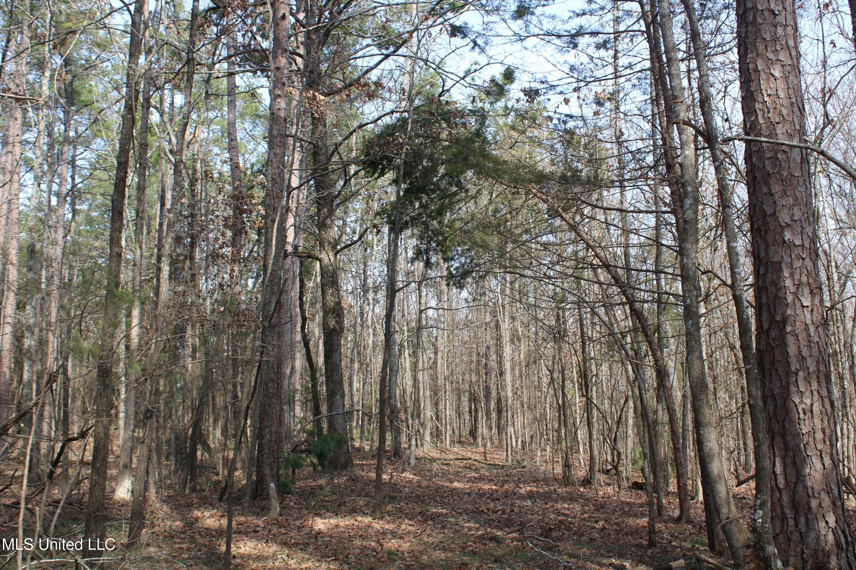0 Laws Hill Road Waterford, MS 38685 - Photo 23 of 25 IMG_7347