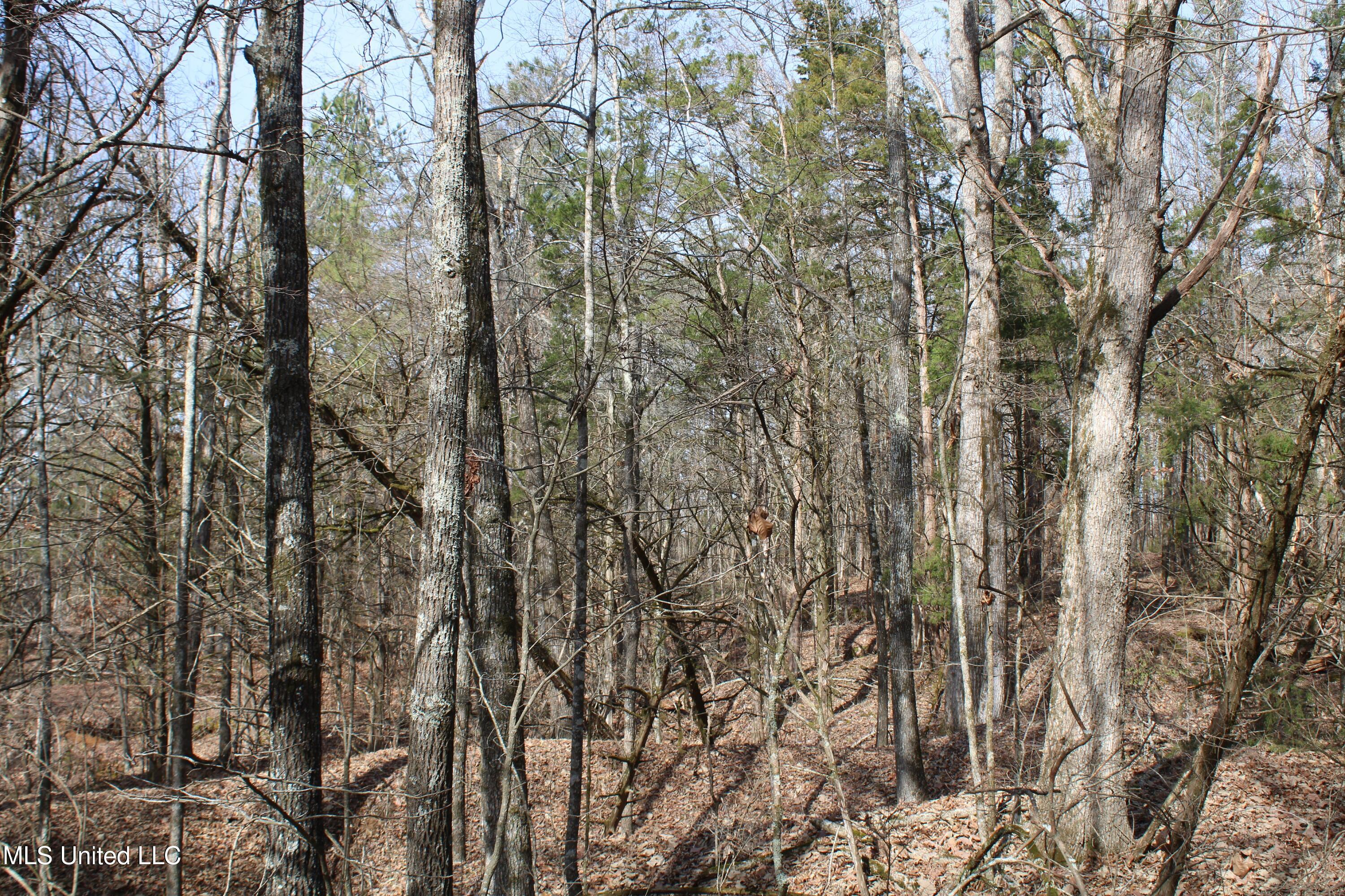 0 Laws Hill Road Waterford, MS 38685 - Photo 24 of 25 IMG_7348