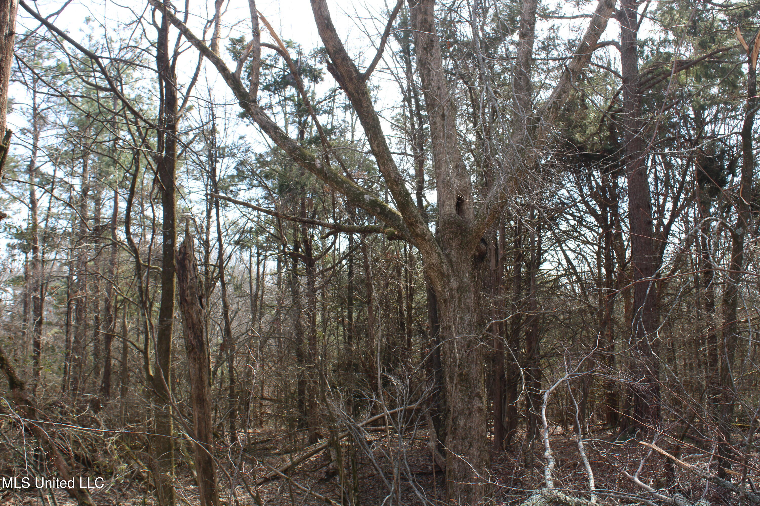0 Laws Hill Road Waterford, MS 38685 - Photo 5 of 25 IMG_7330