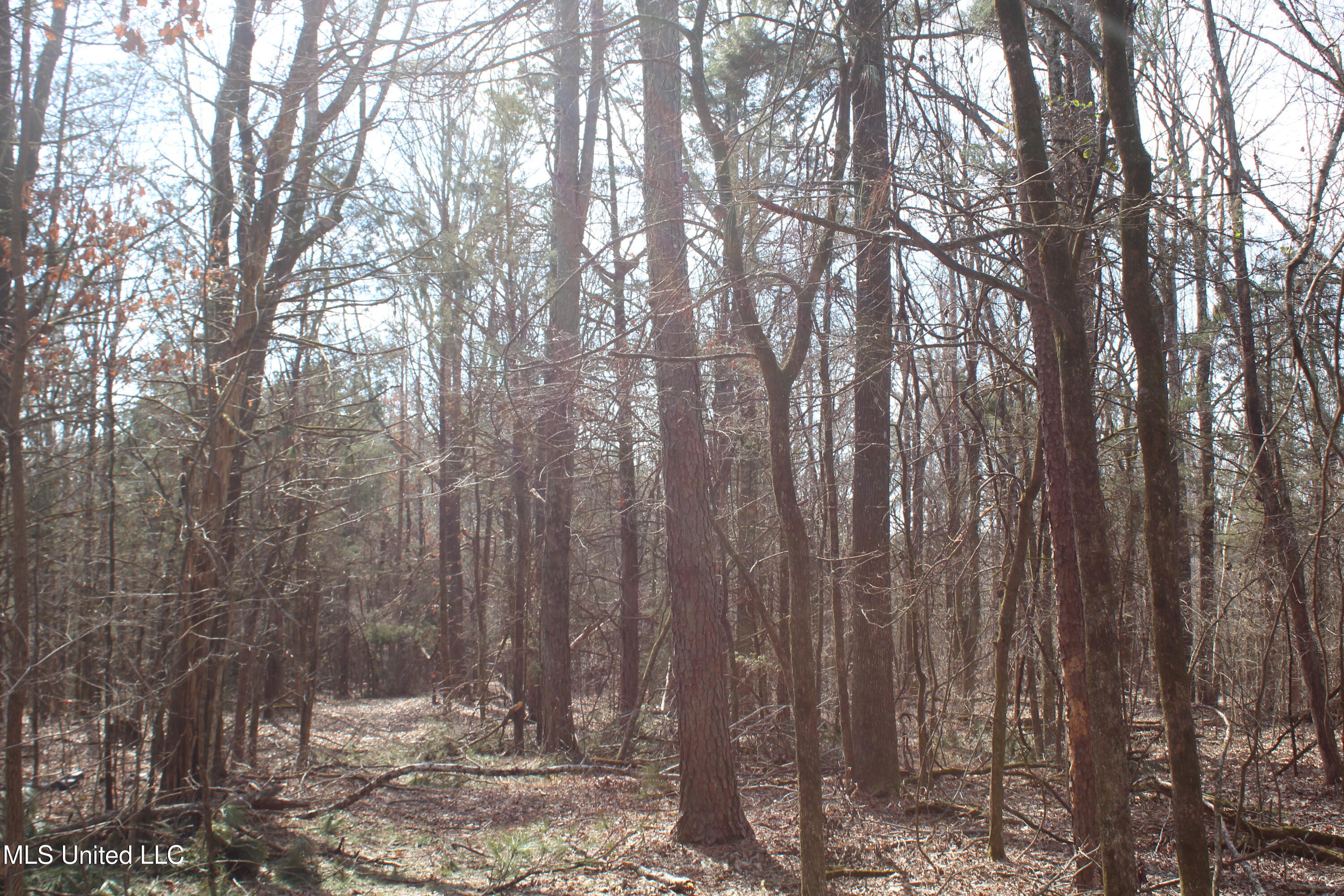 0 Laws Hill Road Waterford, MS 38685 - Photo 6 of 25 IMG_7333