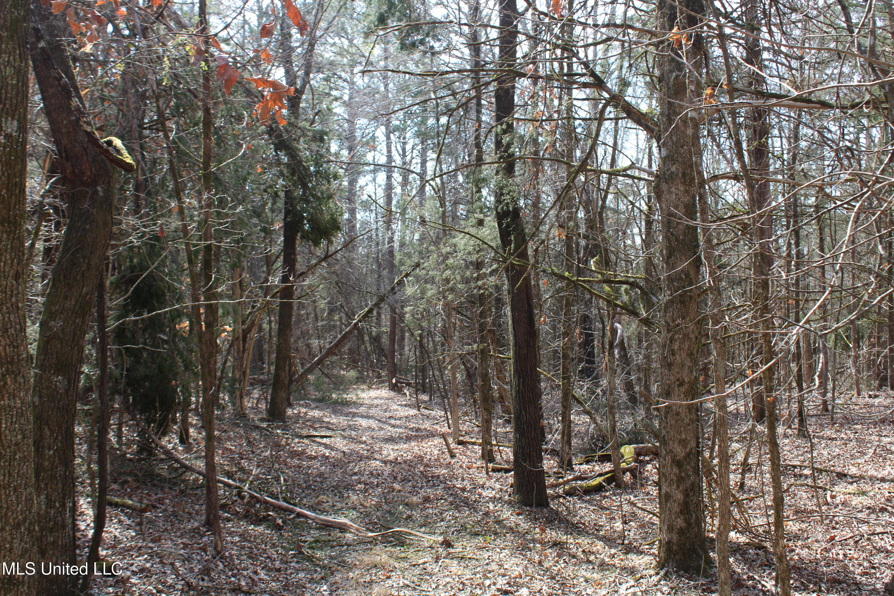 0 Laws Hill Road Waterford, MS 38685 - Photo 8 of 25 IMG_7337