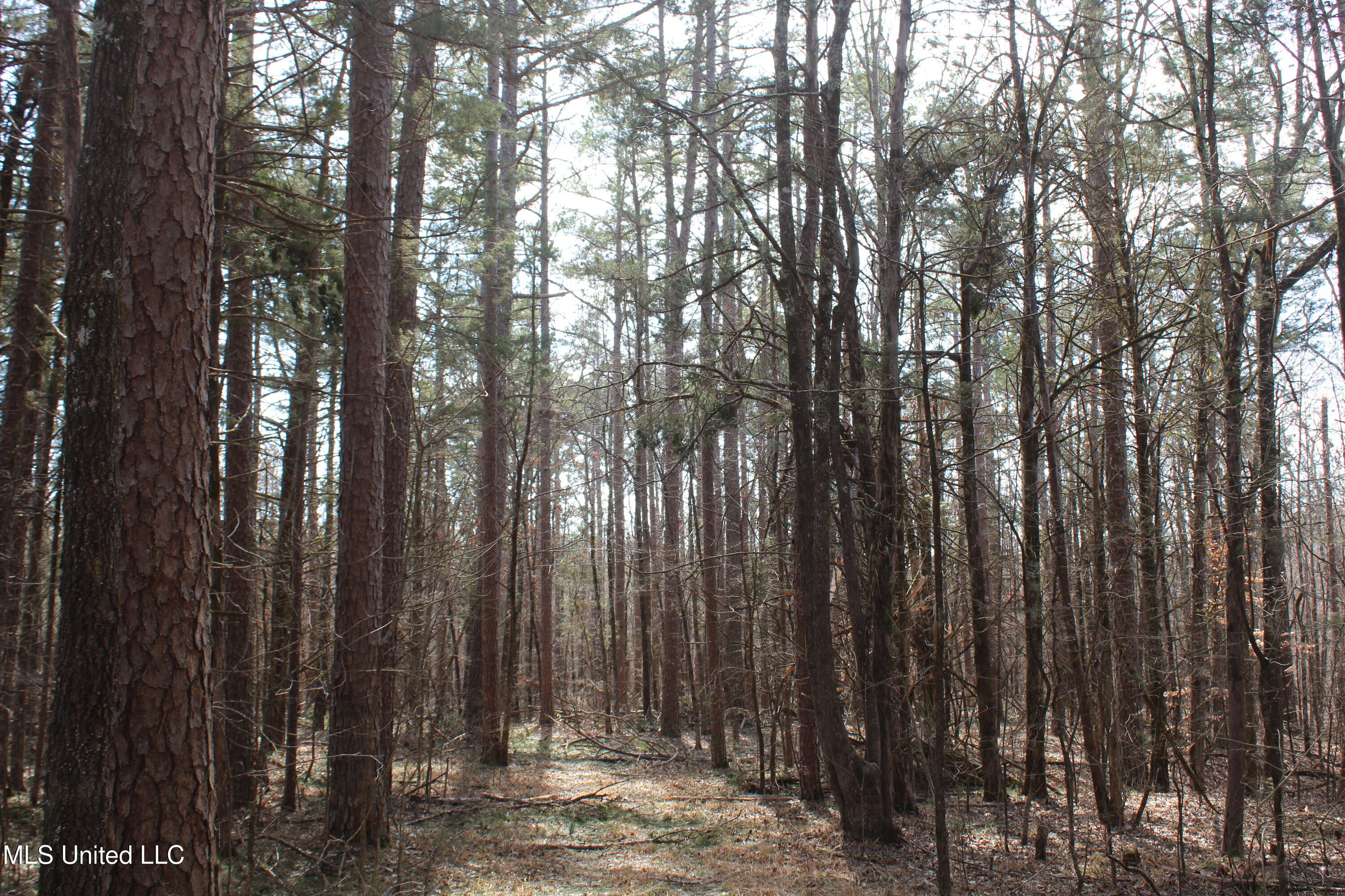 0 Laws Hill Road Waterford, MS 38685 - Photo 9 of 25 IMG_7341