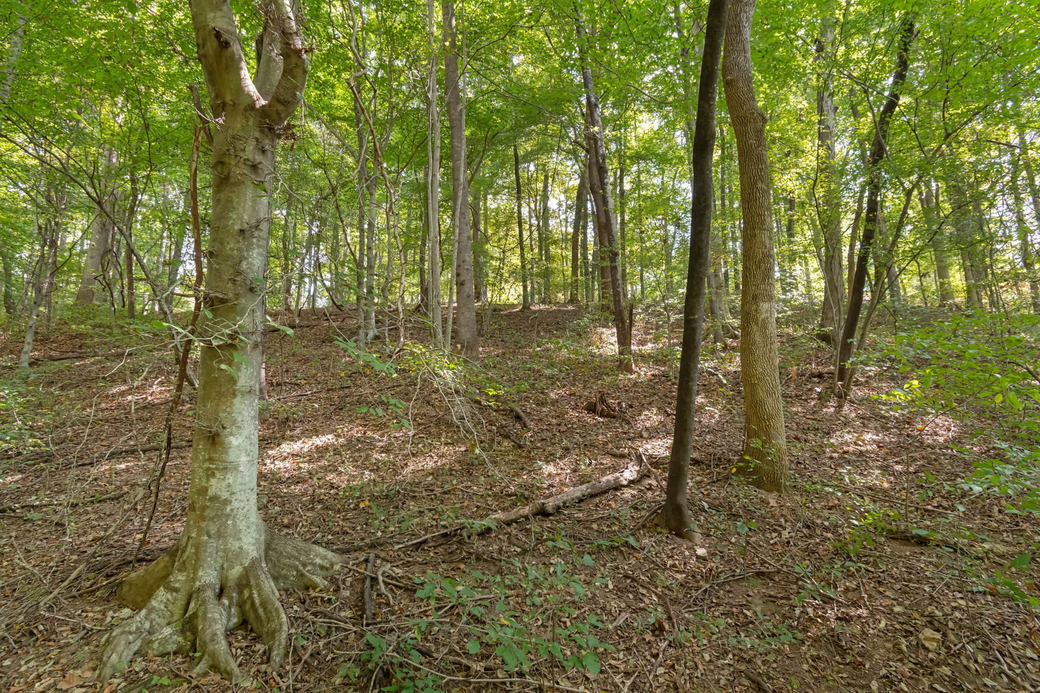 384 Big Spring Hollow Road Pulaski, TN 38478 - Photo 28 of 54 Gallery Image 28