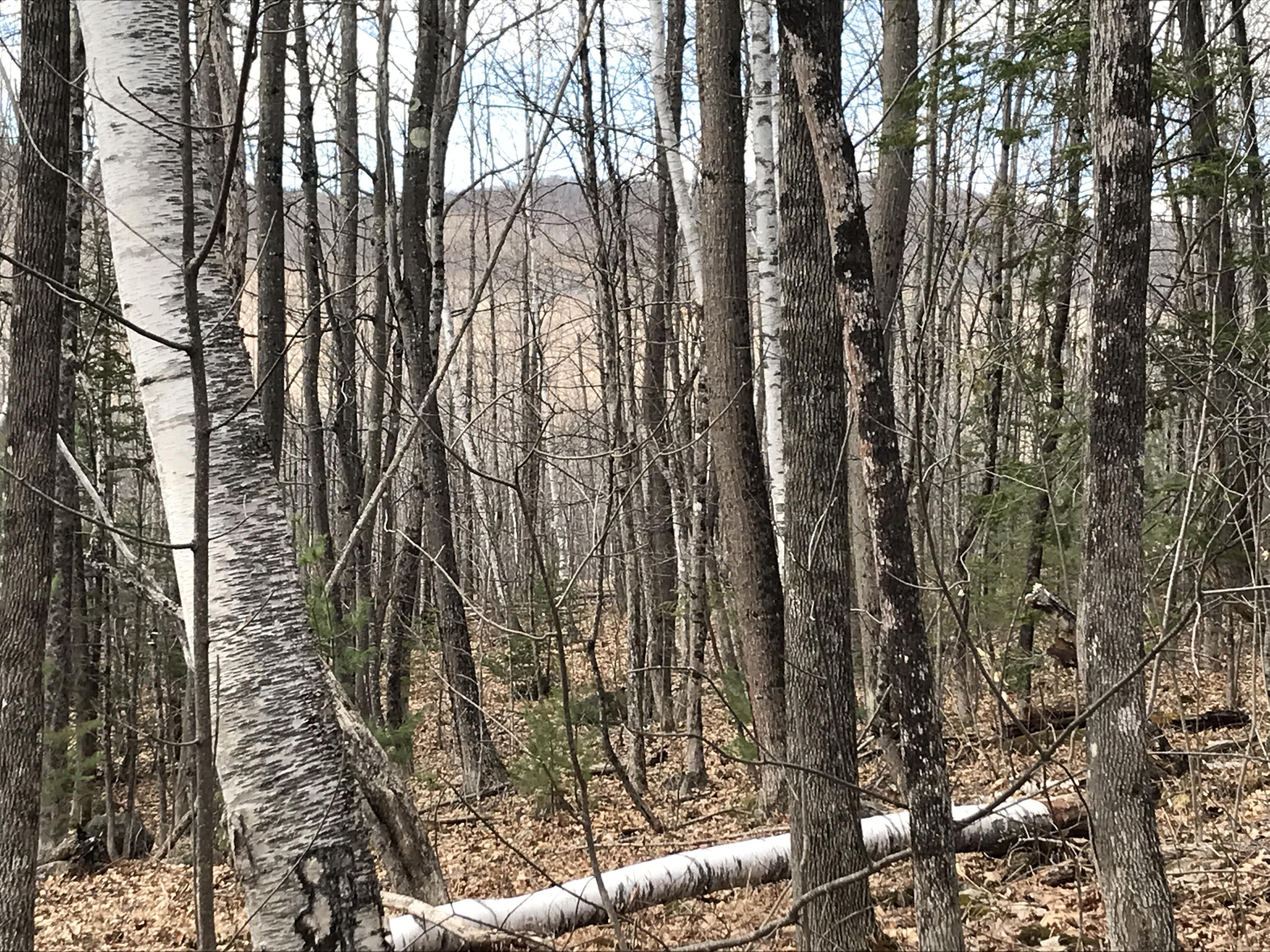 View of Hills