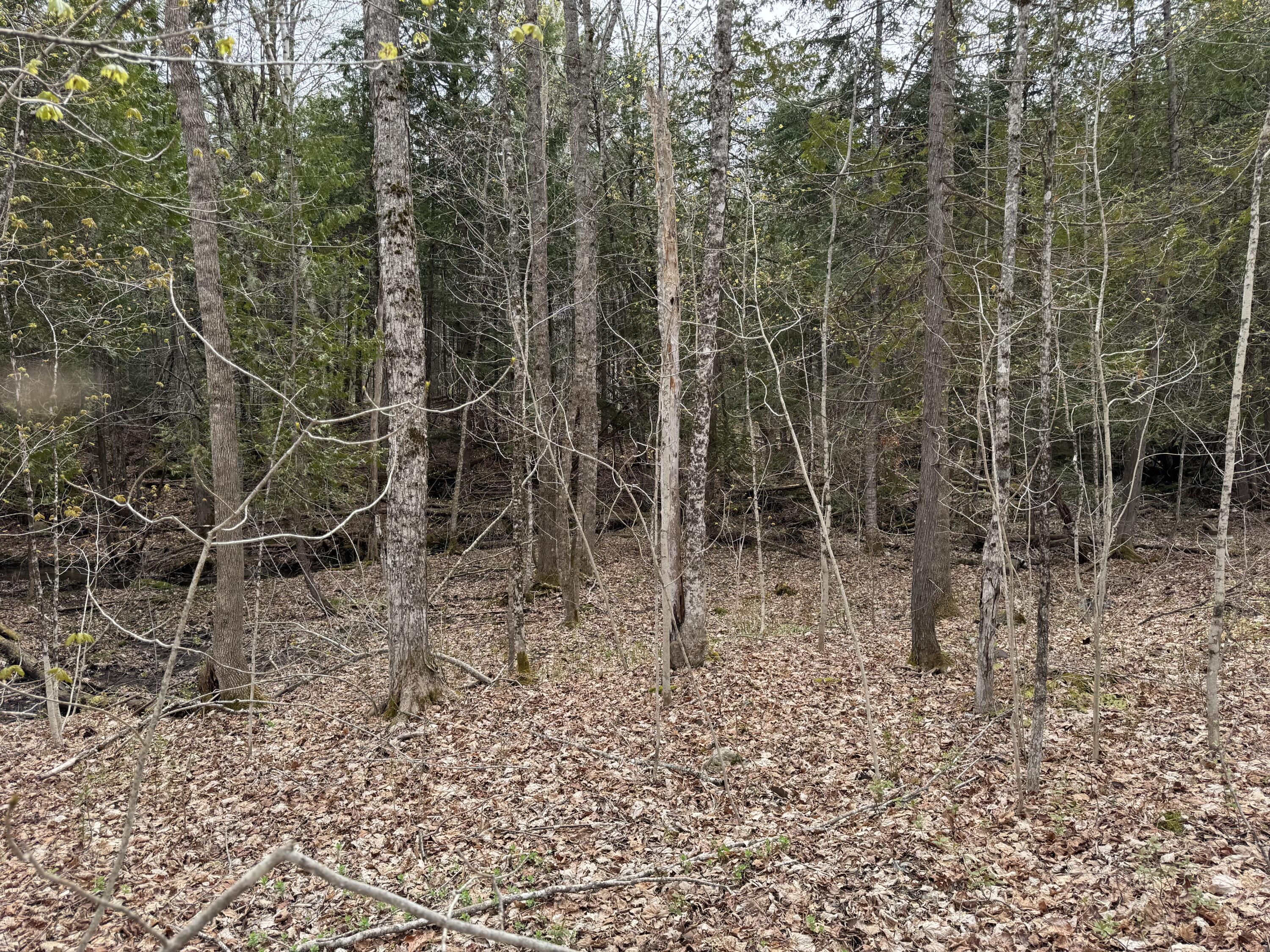 Lot 14-6 North Road Lee, ME 04455 - Photo 12 of 21 IMG_4783