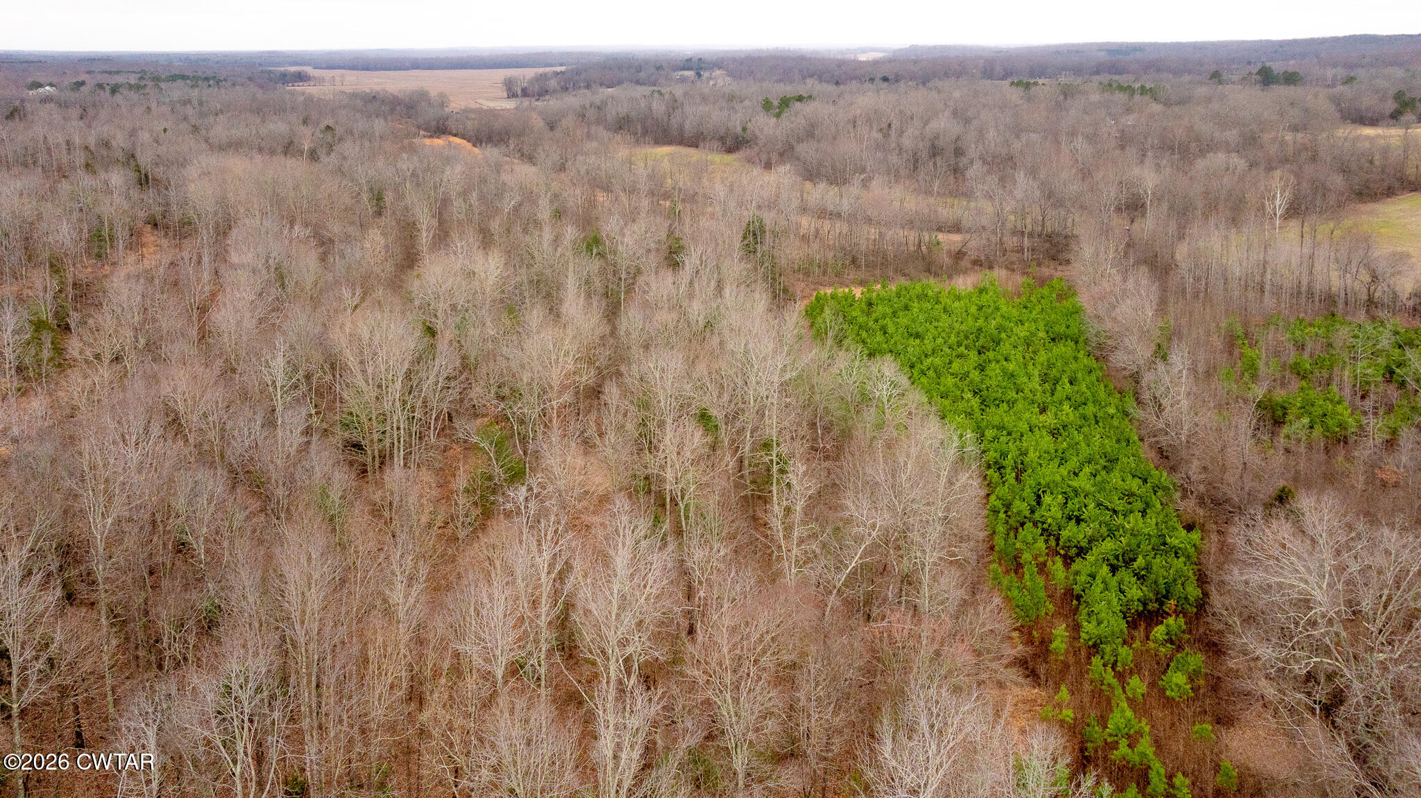 0 Mann Road Hollow Rock, TN 38342 - Photo 7 of 10 a view of a yard with an outdoor space