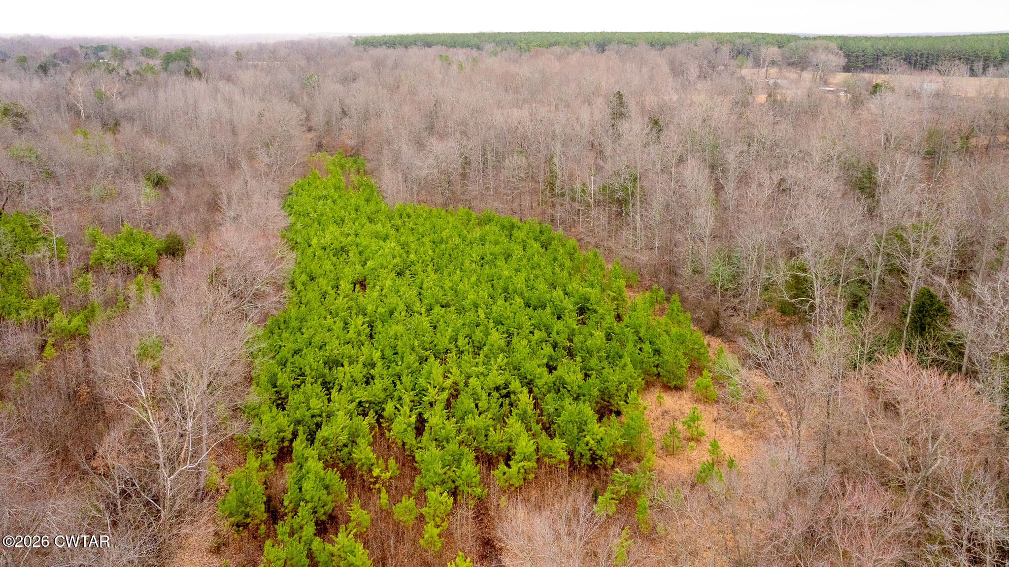 0 Mann Road Hollow Rock, TN 38342 - Photo 8 of 10 a view of a yard with plants and wooden fence