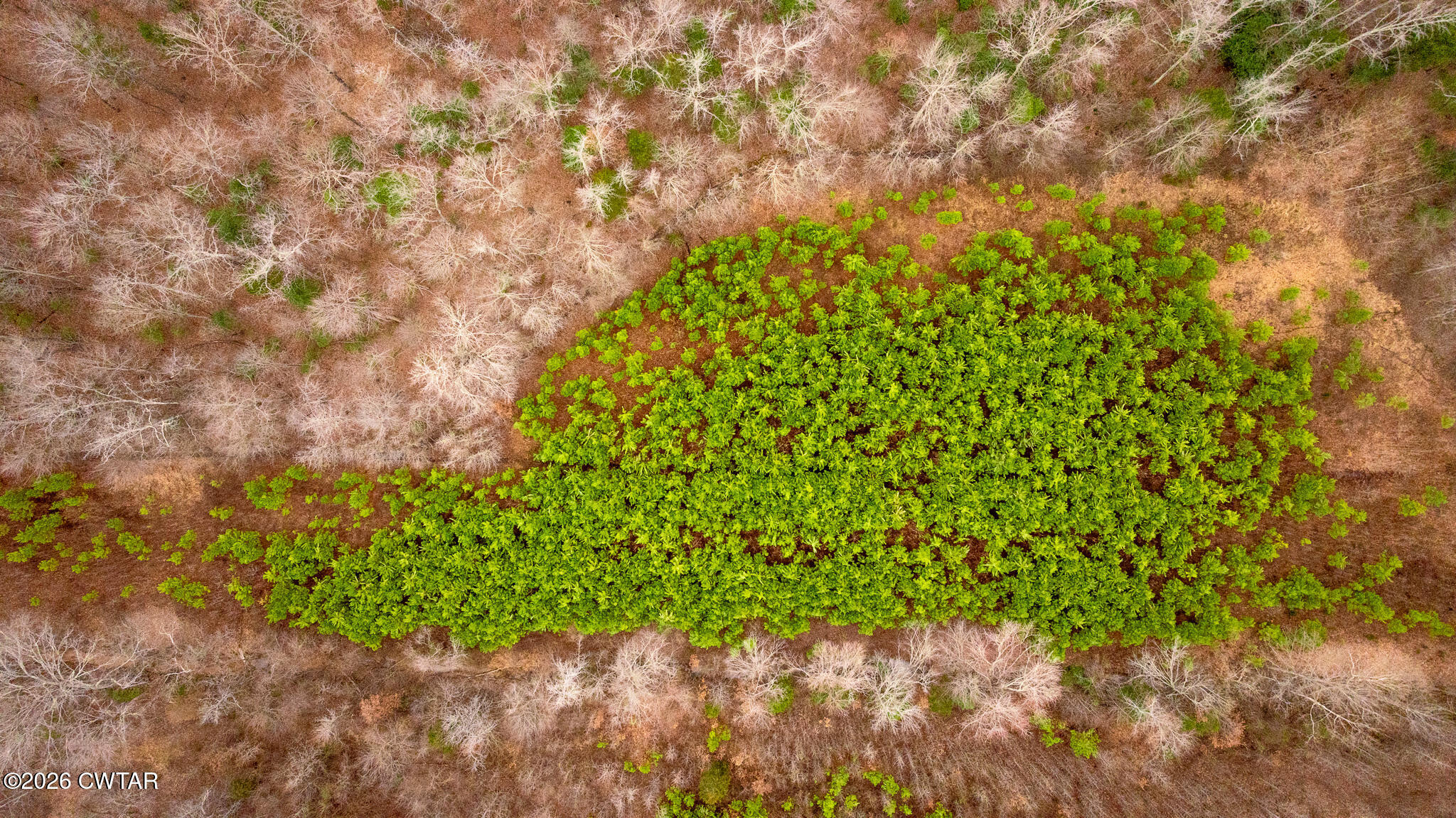 0 Mann Road Hollow Rock, TN 38342 - Photo 9 of 10 a view of a garden with plants