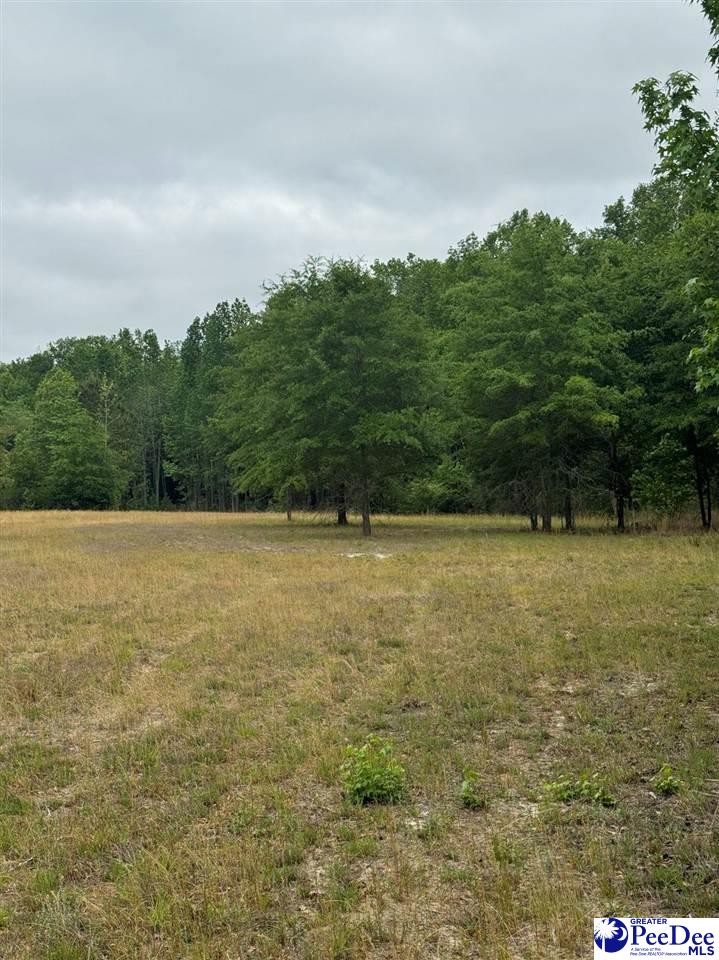 Daniel Chapel Road McColl, SC 29570 - Photo 29 of 42 Gallery Image 29