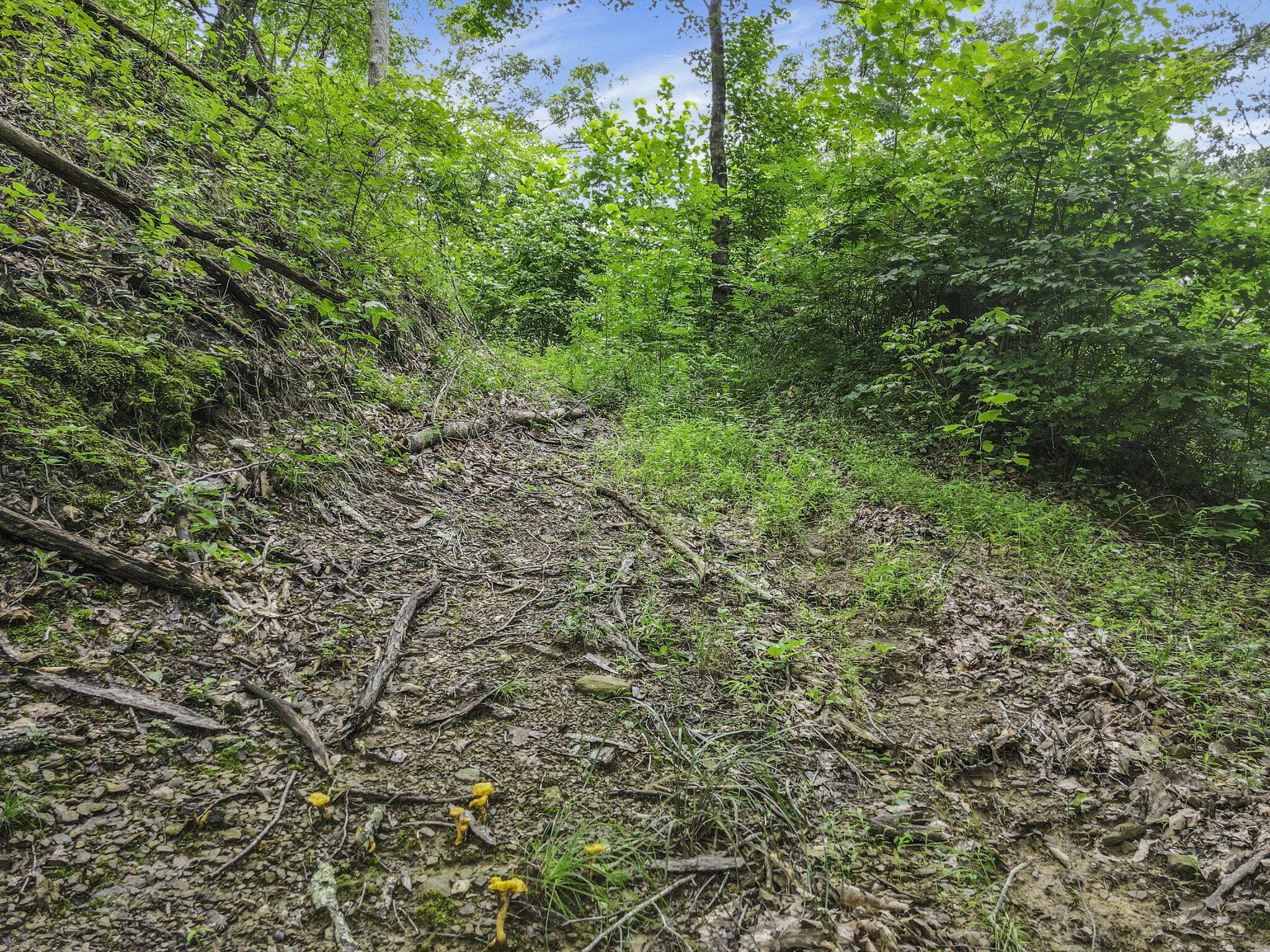 0 Greens Run Road Glouster, OH 45732 - Photo 82 of 121 82-web-or-mls-DJI_0333