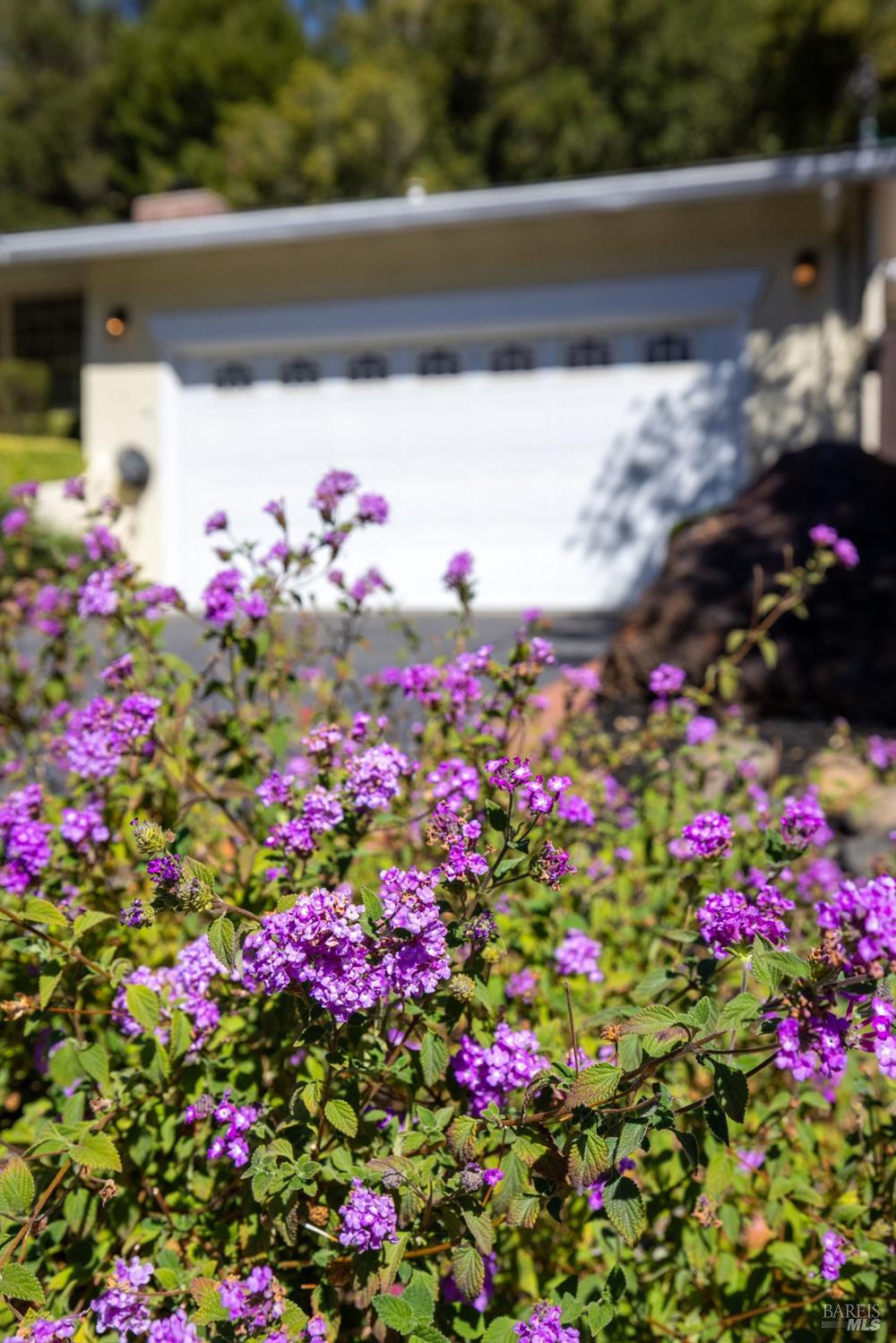323 Rheem Boulevard Moraga, CA 94556 - Photo 10 of 76 Gallery Image 10