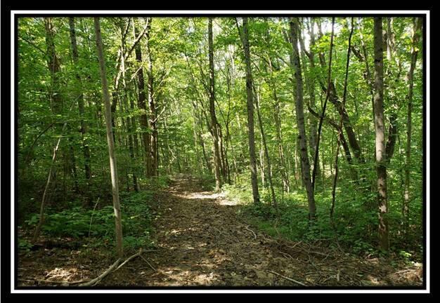 0 Pedigo Ridge Road, Unit TRACT 1) New Marshfield, OH 45766 - Photo 21 of 78 image021