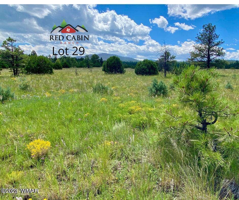 Lot 29 Red Cabin Ranch Vernon, AZ 85940 - Photo 3 of 19 a view of a bunch of plants and tree
