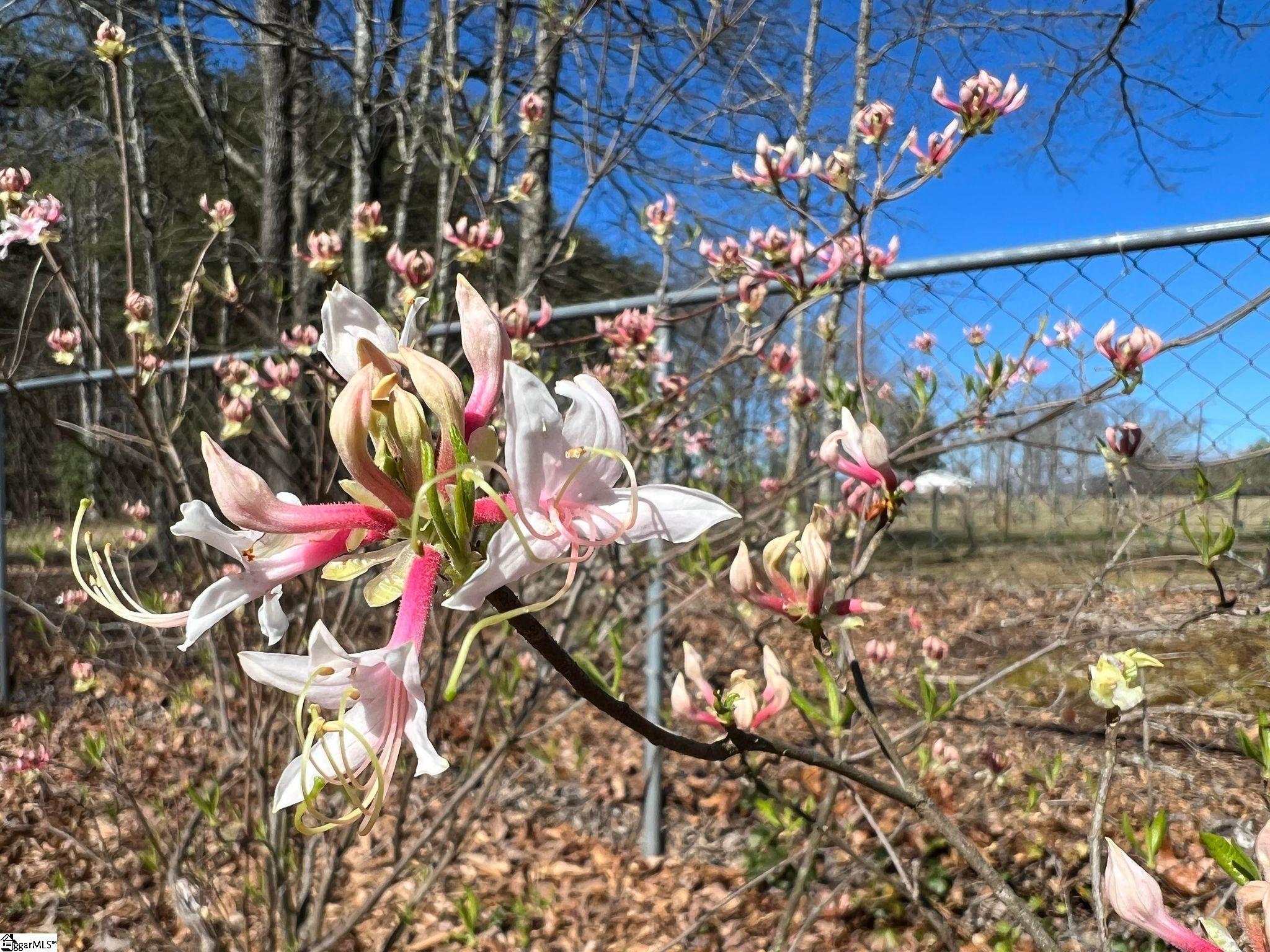 4076 Highway 414 Landrum, SC 29356 - Photo 14 of 23