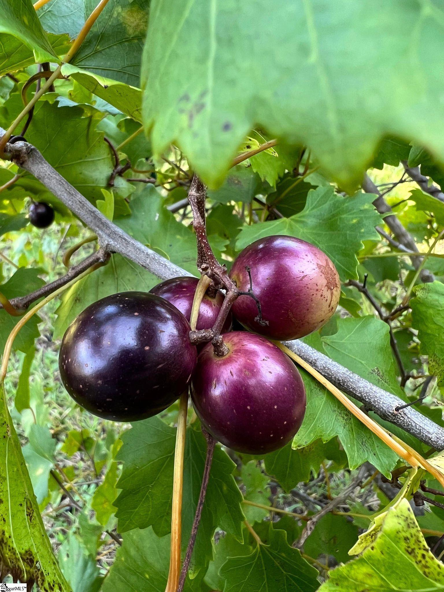 4076 Highway 414 Landrum, SC 29356 - Photo 23 of 23