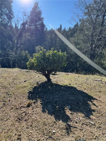a view of a yard with plants and trees