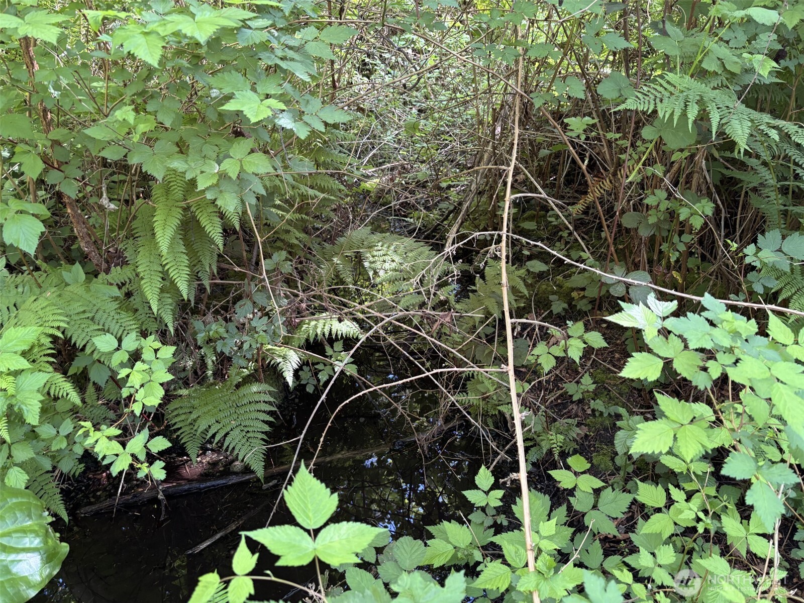 0 Anderson Road Mount Vernon, WA 98274 - Photo 3 of 6 a close up of a plant in a garden