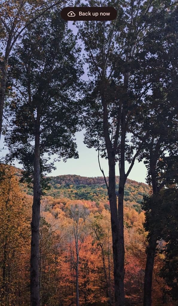 2875 Hickory Cove Murphy, NC 28906 - Photo 8 of 87 a view of yard with trees