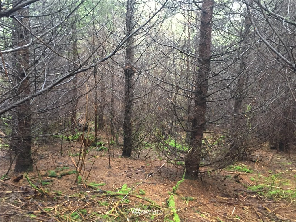 -xxx Xxx Road Cathlamet, WA 98612 - Photo 8 of 10 Gallery Image 8