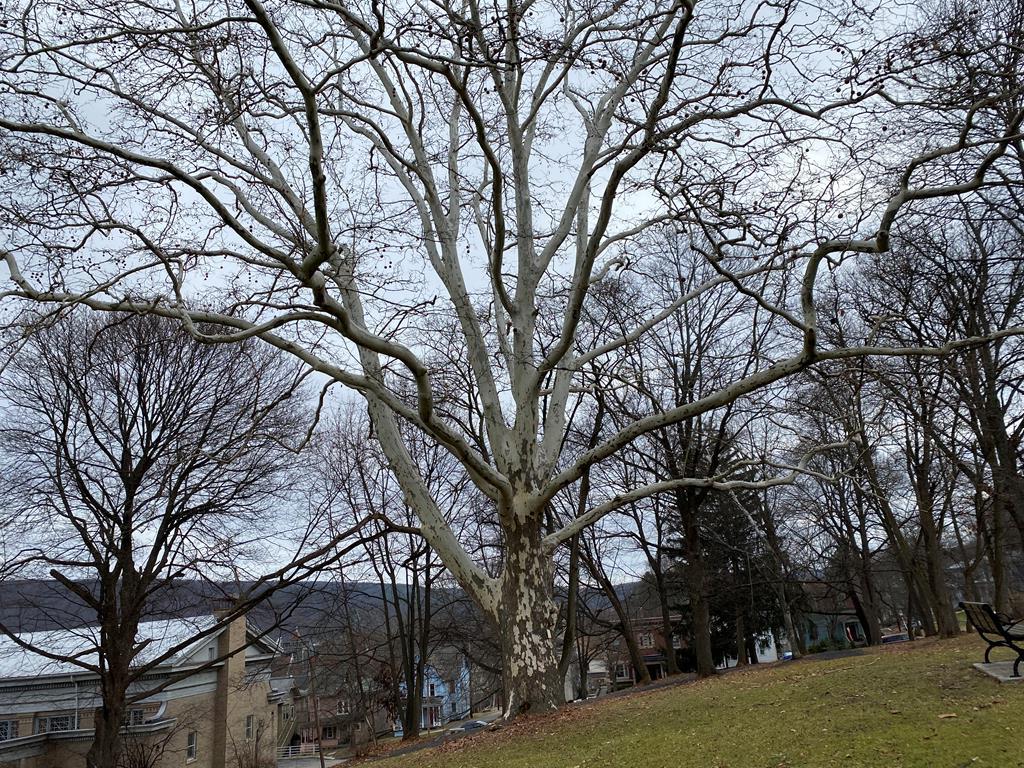 147 Walnut Street Corning, NY 14830 - Photo 28 of 30