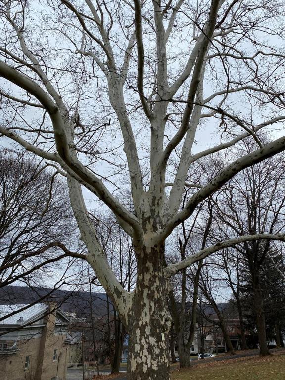 147 Walnut Street Corning, NY 14830 - Photo 29 of 30