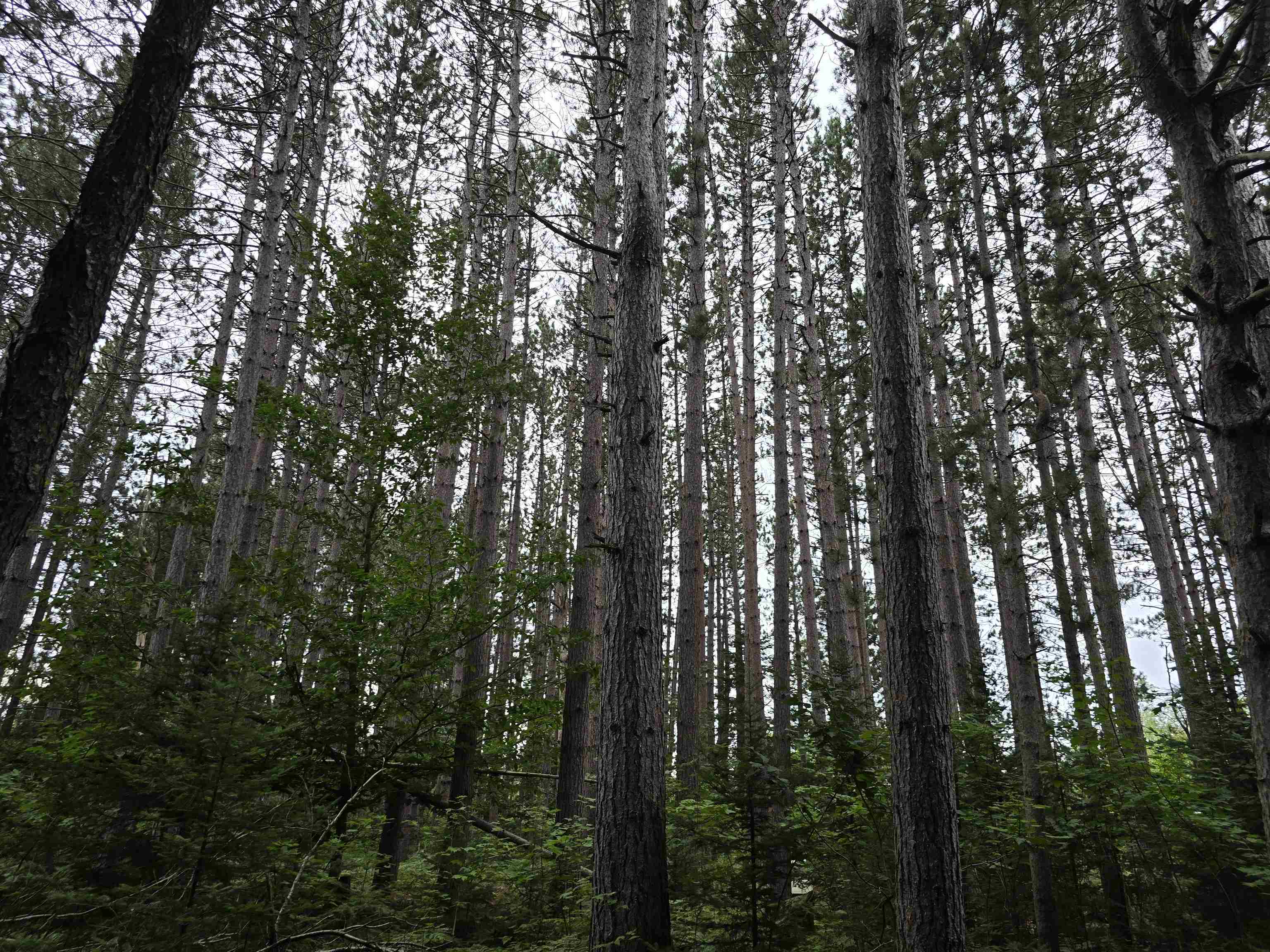 10.11-acres Golden Road Southeast Kalkaska, MI 49646 - Photo 11 of 17