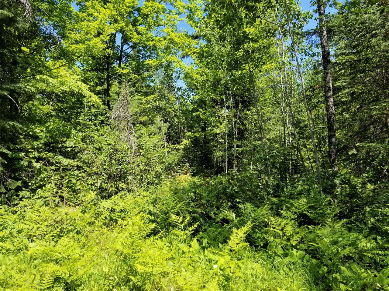 Lot 3 Beaver Lodge Road Mercer, WI 54547 - Photo 7 of 9 Gallery Image 7