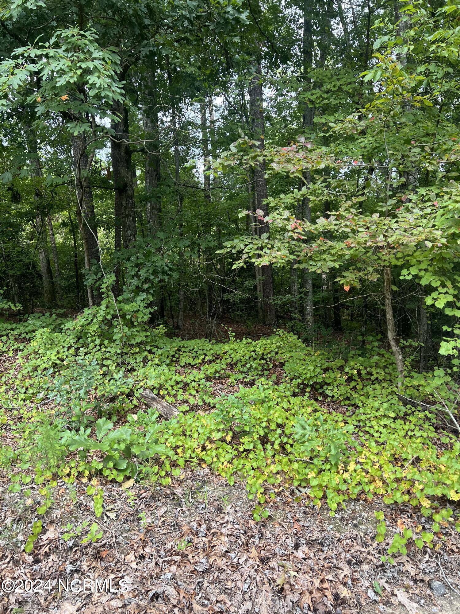 0 Charles Road Eagle Springs, NC 27242 - Photo 4 of 8 IMG_1336