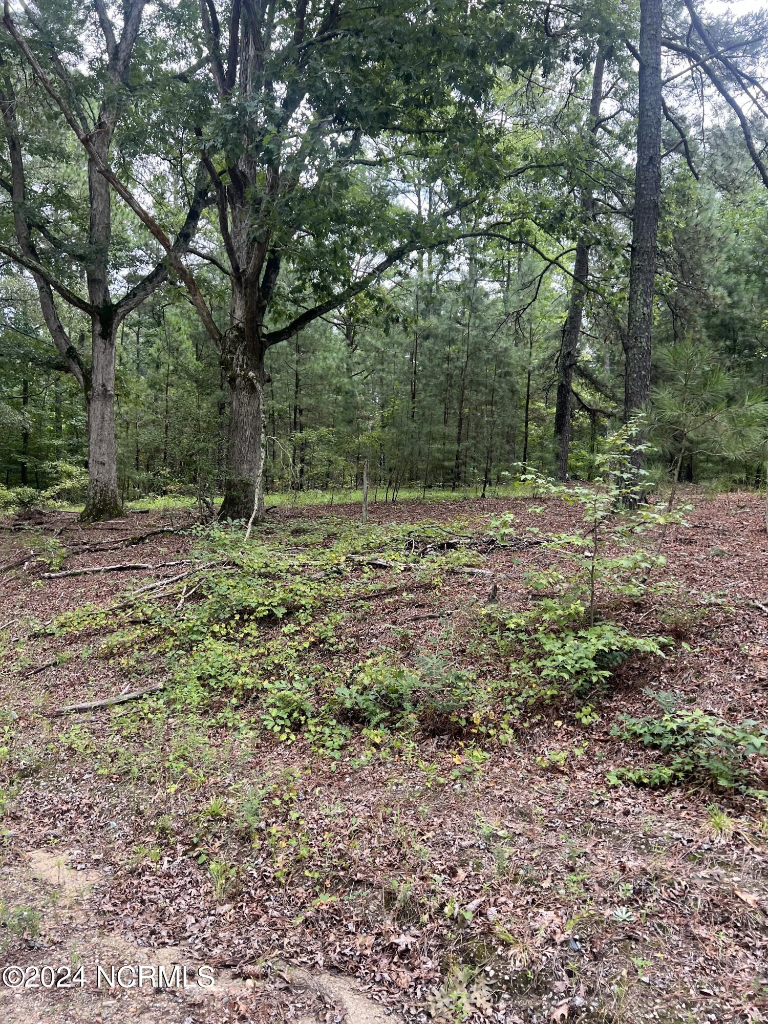 0 Charles Road Eagle Springs, NC 27242 - Photo 6 of 8 IMG_1334