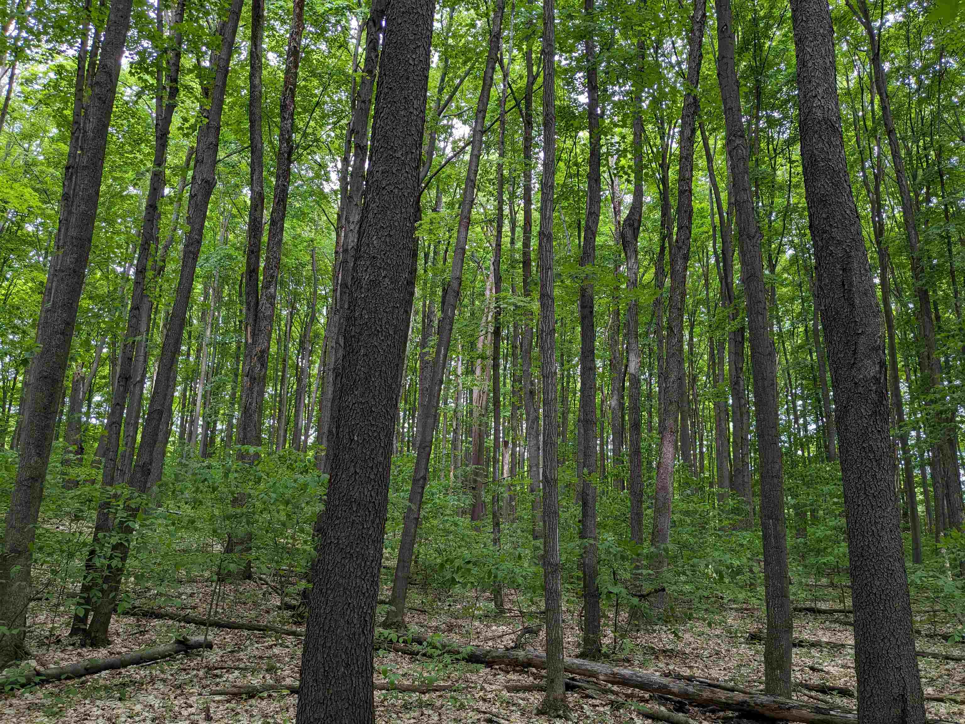 0 East 26 Road Cadillac, MI 49601 - Photo 1 of 15