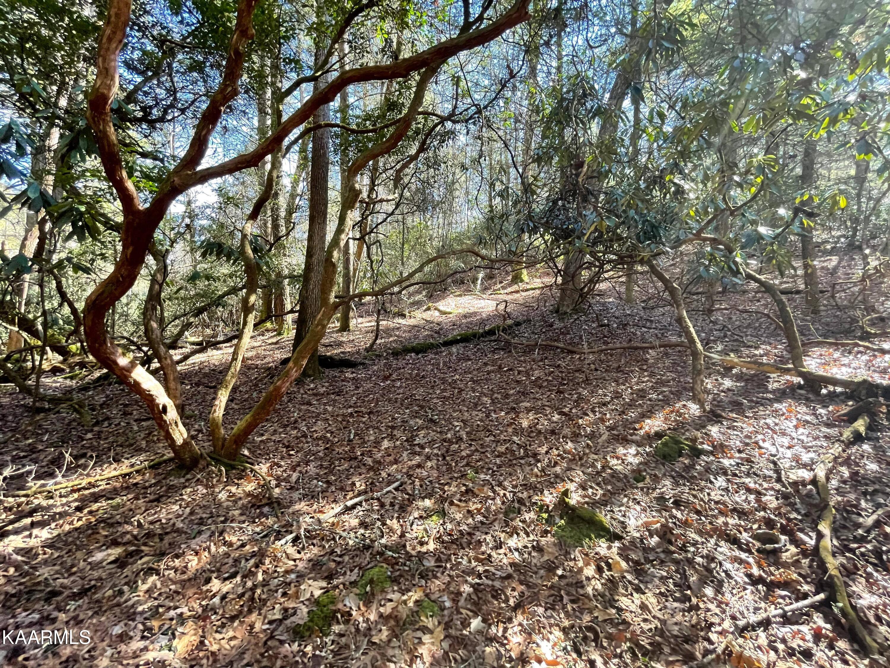 6609 Mt Helen Road Allardt, TN 38504 - Photo 13 of 49 274669234_1230101197519594_7300434235963