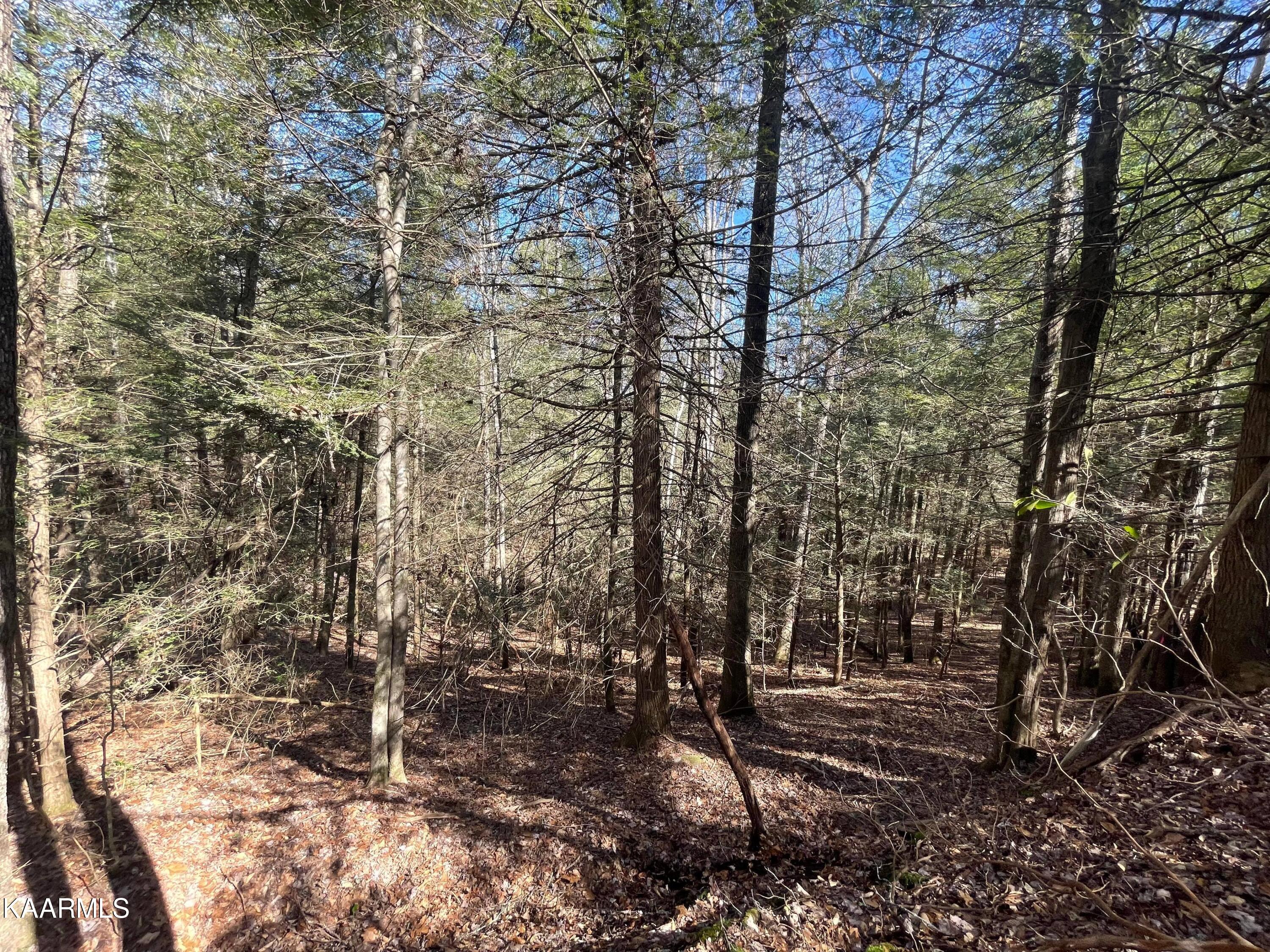6609 Mt Helen Road Allardt, TN 38504 - Photo 26 of 49 274719563_811950793534343_80522494889107