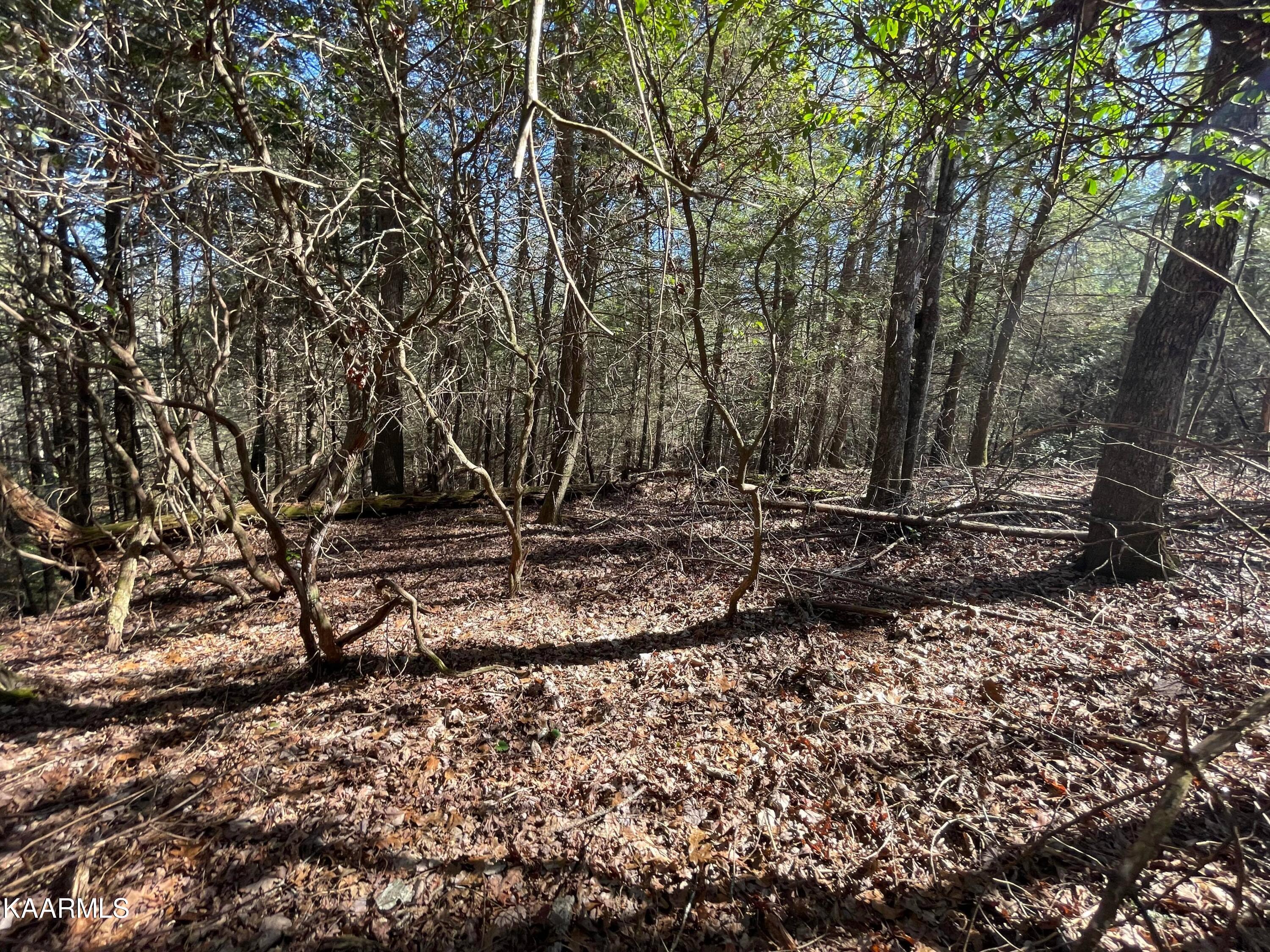 6609 Mt Helen Road Allardt, TN 38504 - Photo 10 of 49 274658622_1017622225777575_8228088565675