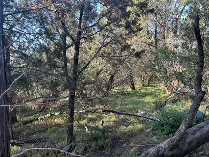 a view of a tree in a yard
