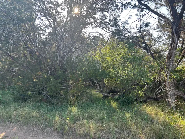 a view of a forest