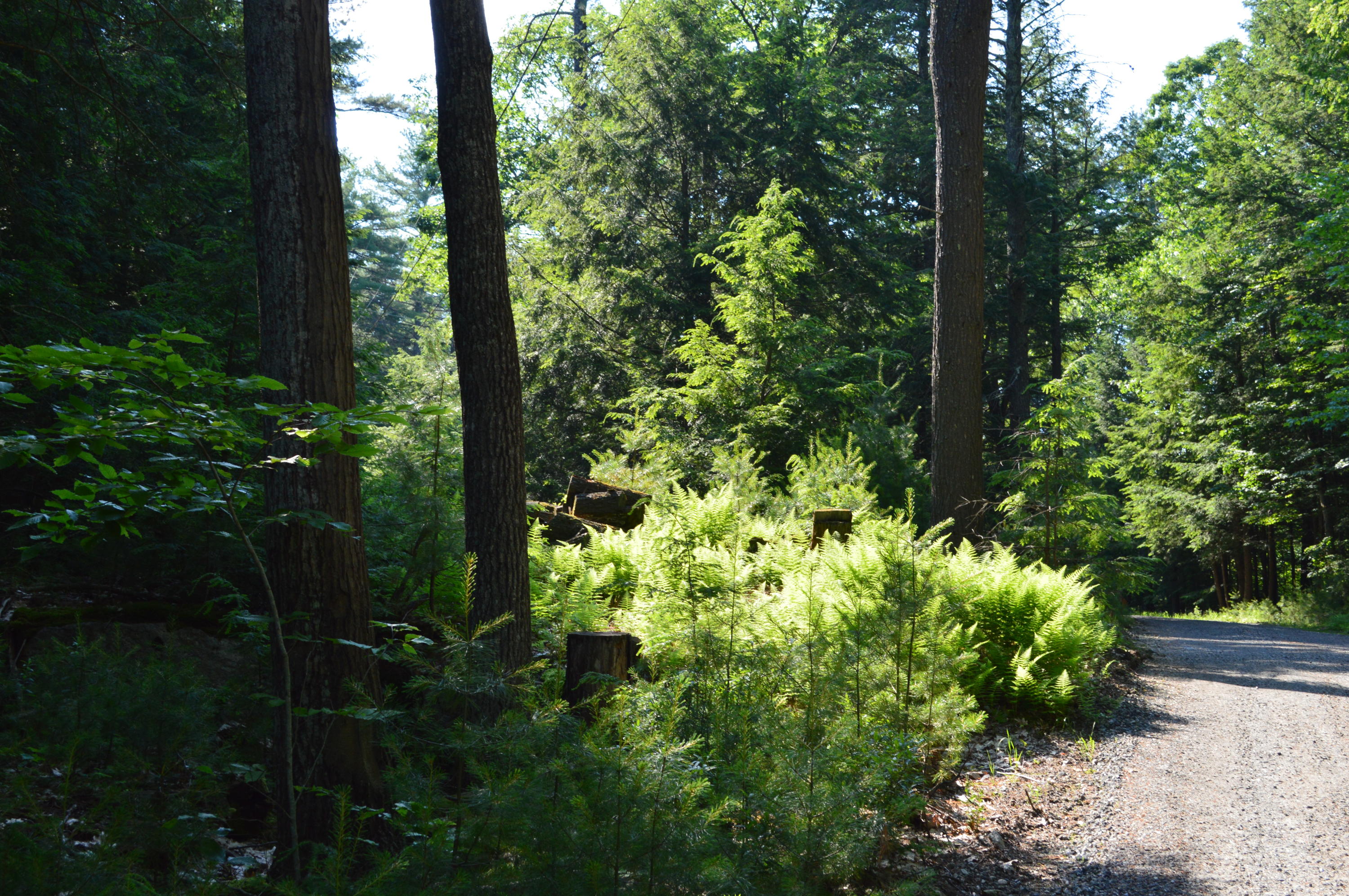 0 Environmental Windham, ME 04062 - Photo 3 of 19 DSC_0439