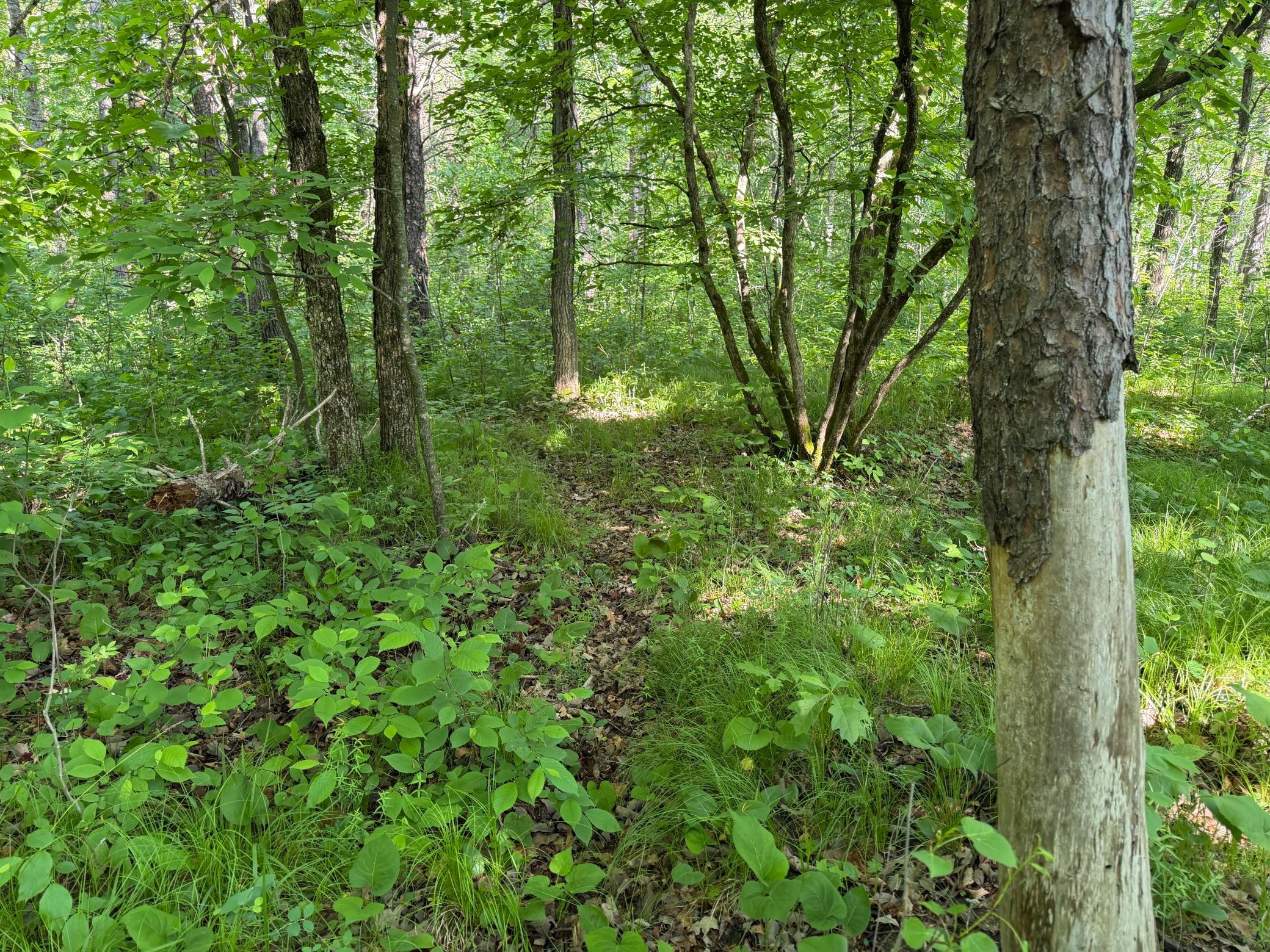 Tbd 270th Street Sebeka, MN 56477 - Photo 39 of 65
