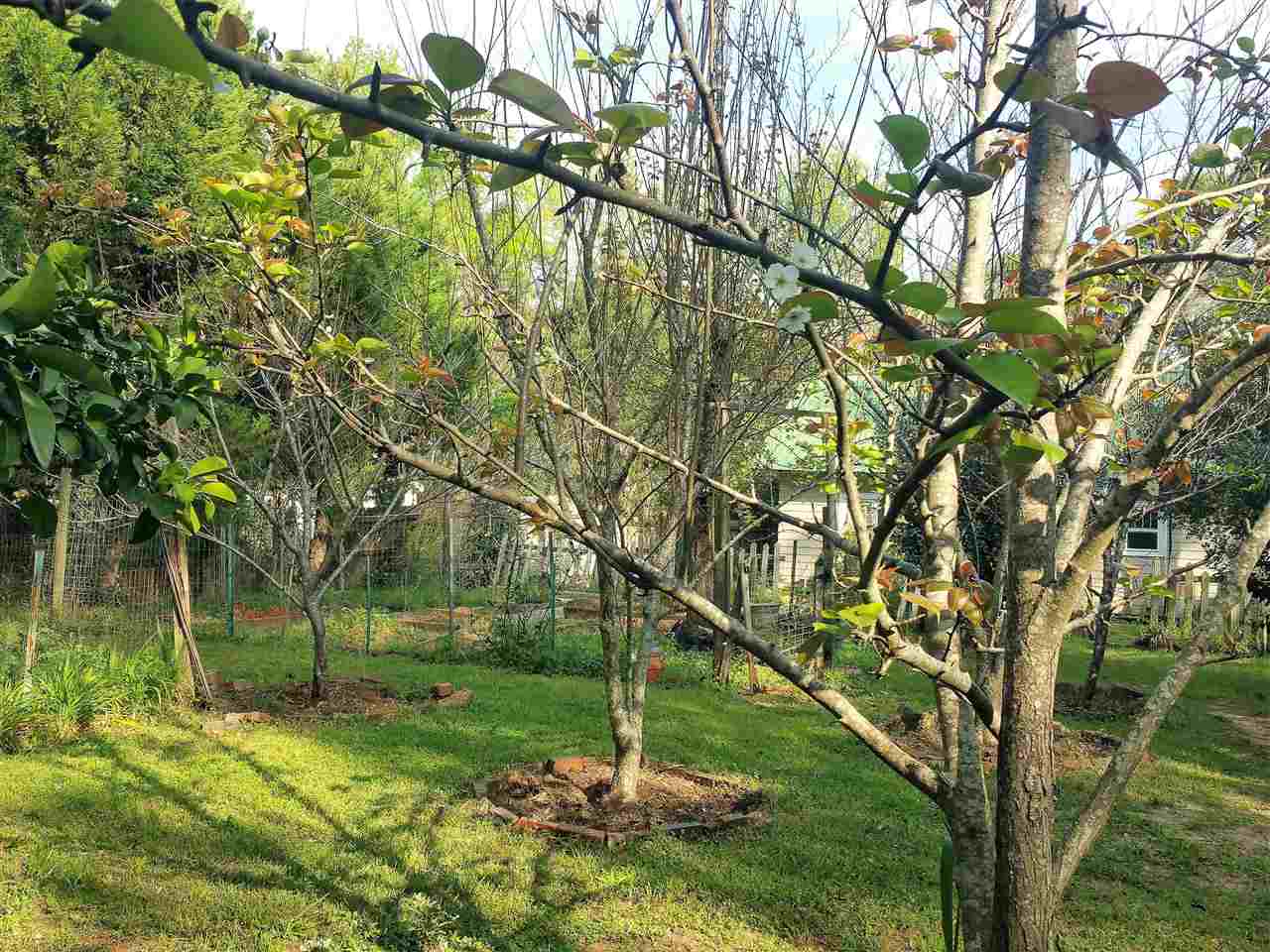 418 West Satsuma Road Chattahoochee, FL 32324 - Photo 26 of 30
