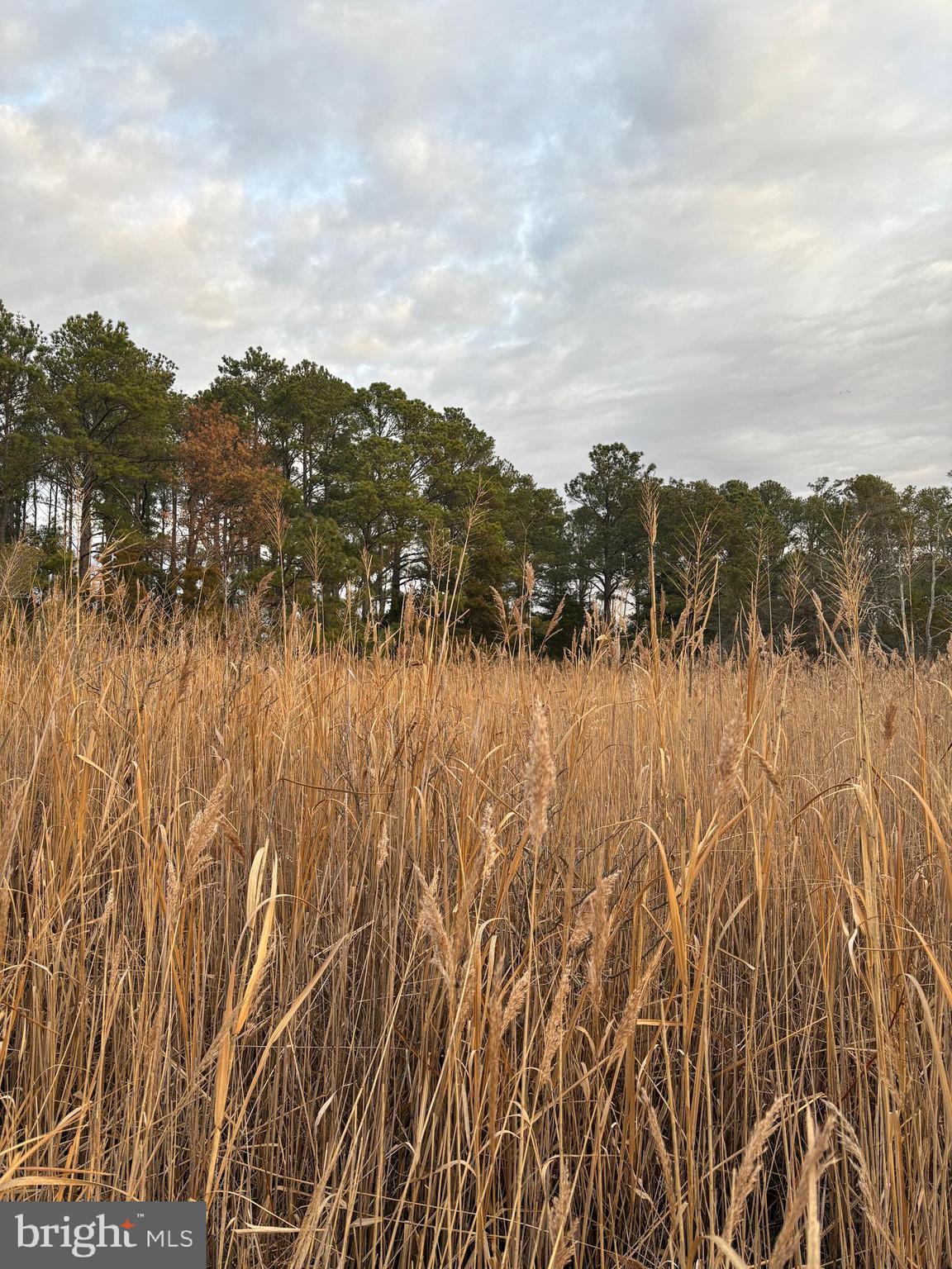 0 Clara Road Tyaskin, MD 21865 - Photo 6 of 6