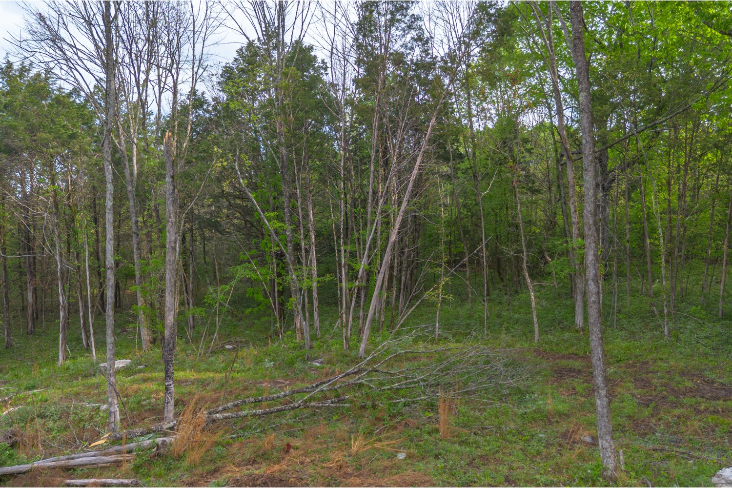 6205 Hunters Point Pike Lebanon, TN 37087 - Photo 12 of 45 a view of a garden