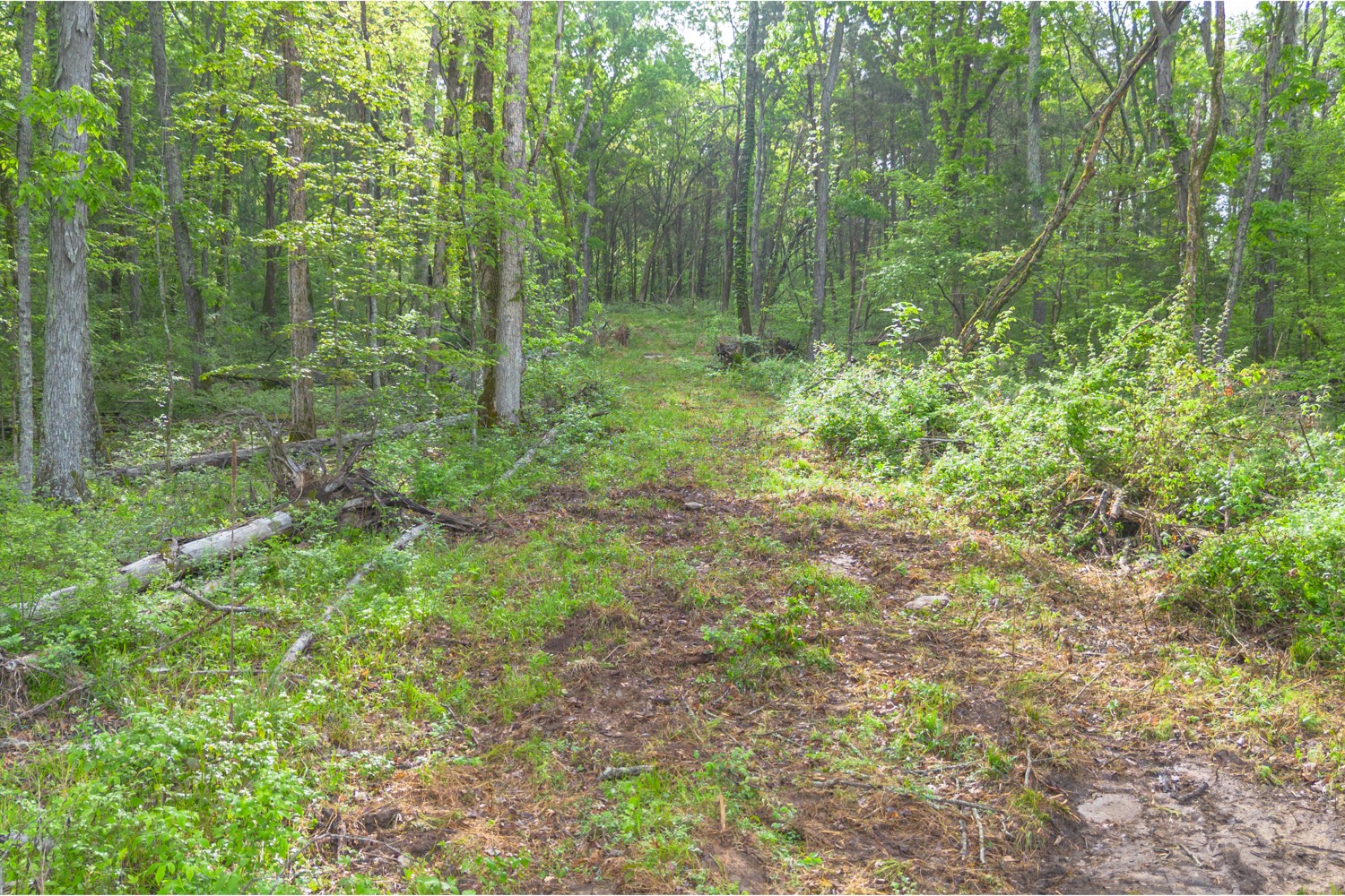 6205 Hunters Point Pike Lebanon, TN 37087 - Photo 20 of 45 a view of a forest with trees in the background