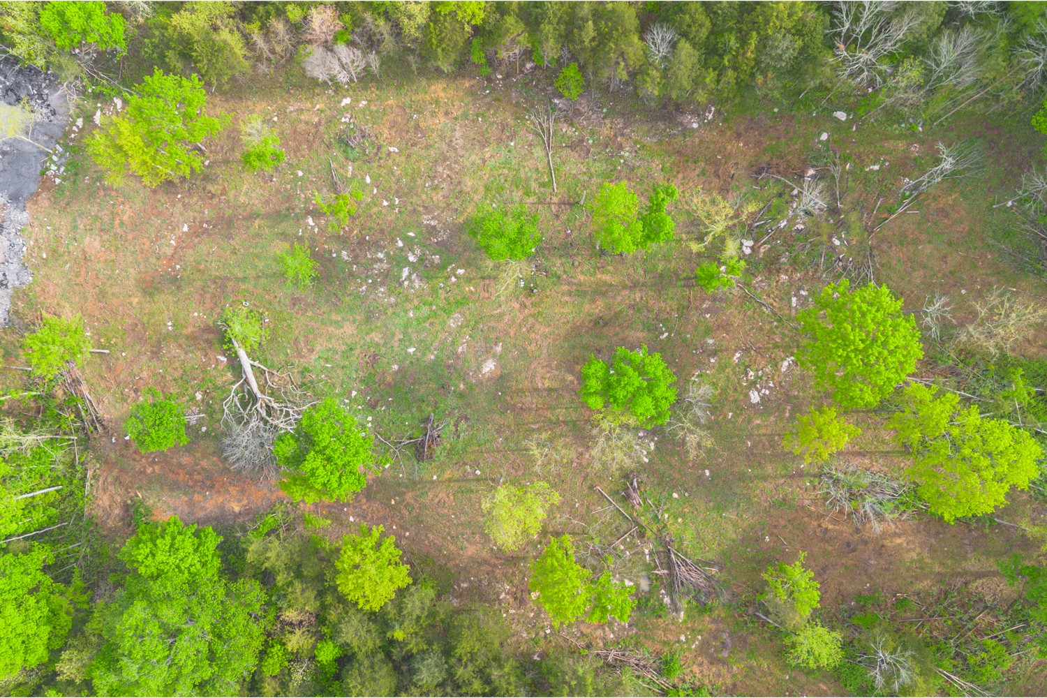 6205 Hunters Point Pike Lebanon, TN 37087 - Photo 22 of 45 a close up of a flower in a garden