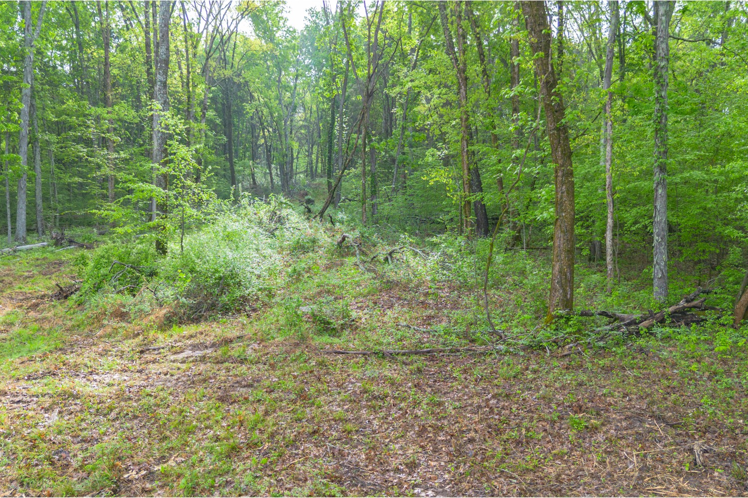 6205 Hunters Point Pike Lebanon, TN 37087 - Photo 31 of 45 a view of a forest that has large trees